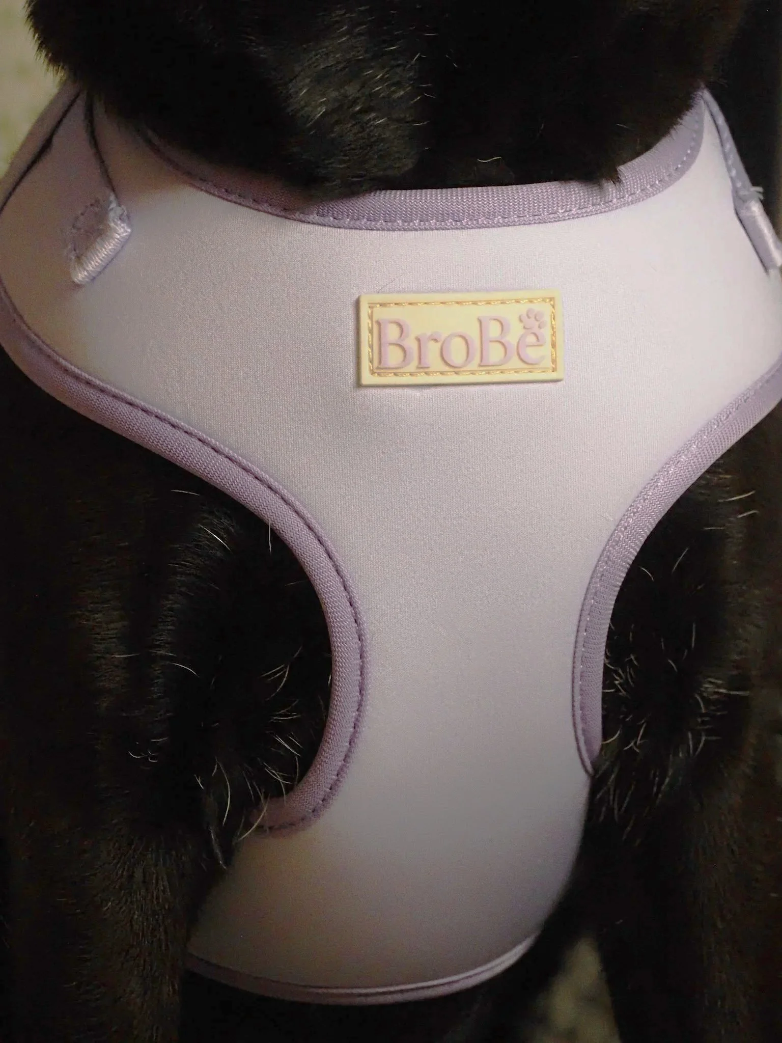 A close-up of a black dog's chest wearing a light purple harness with a "BroBe" logo plate on it.