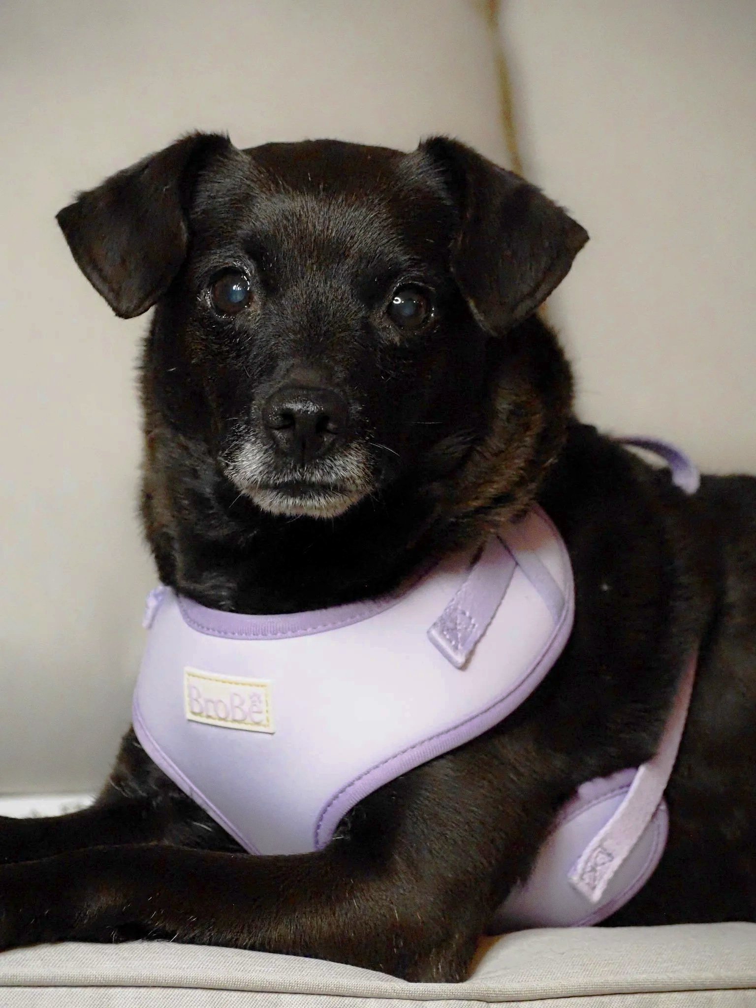 A small black dog with a tan chest and eyebrows, wearing a lavender harness, lying on a cushion.