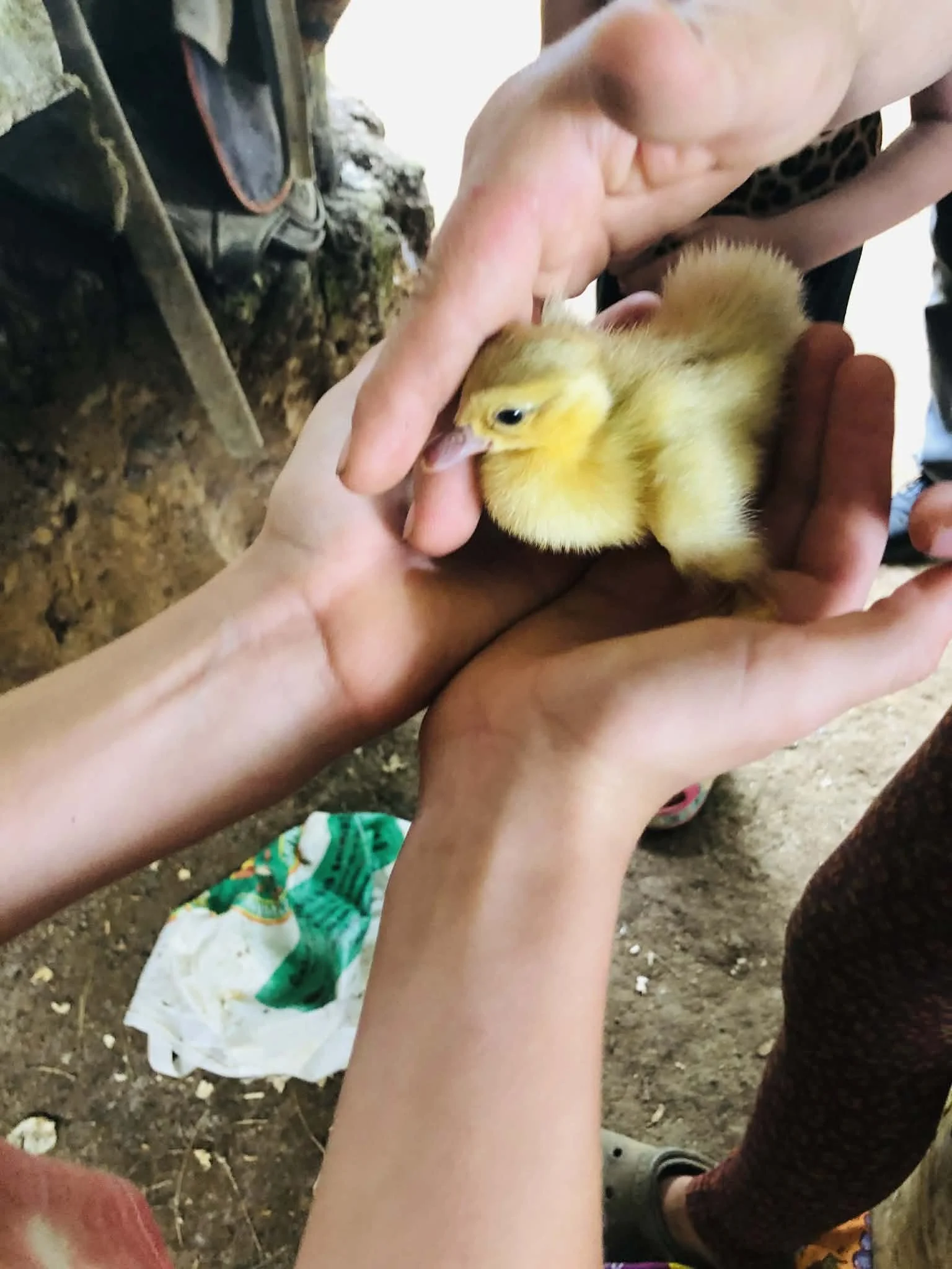 Reporting Live Ep. 2: We Moved to the Hills