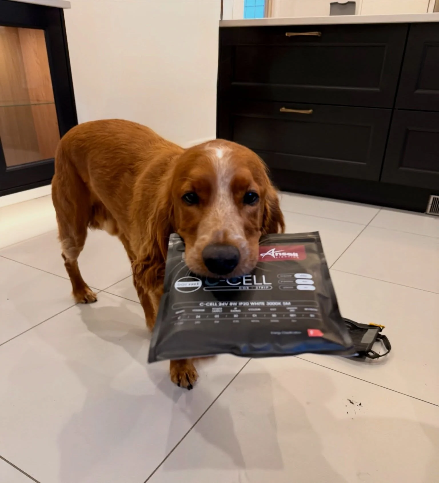 🐶 Every now and then, our four-legged helper likes to lend a paw&hellip;

This time, he decided to help carry the LED light strips for a recent under-cabinet lighting installation. Safe to say he was very proud of himself! 😂

We can&rsquo;t promise