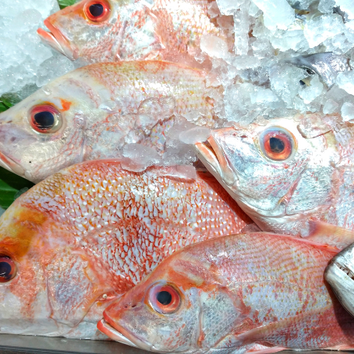 Snapper -Available Individually or by the Box