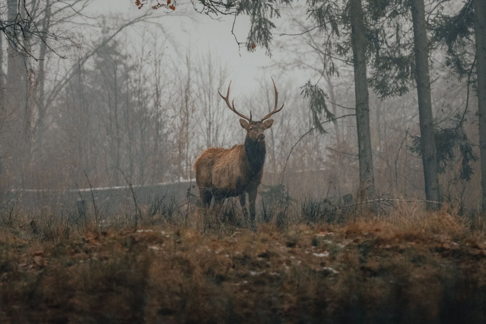 foraging - healthier mind