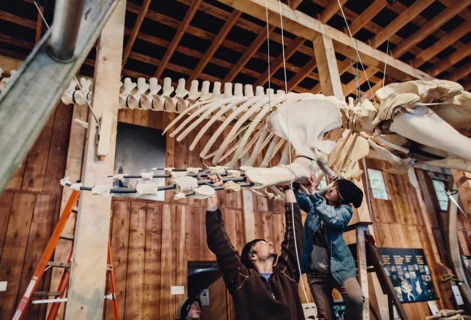 Two people are working on putting together a Bigg's killer whale skeleton at the whale interpretive centre in telegraph cove british columbia.