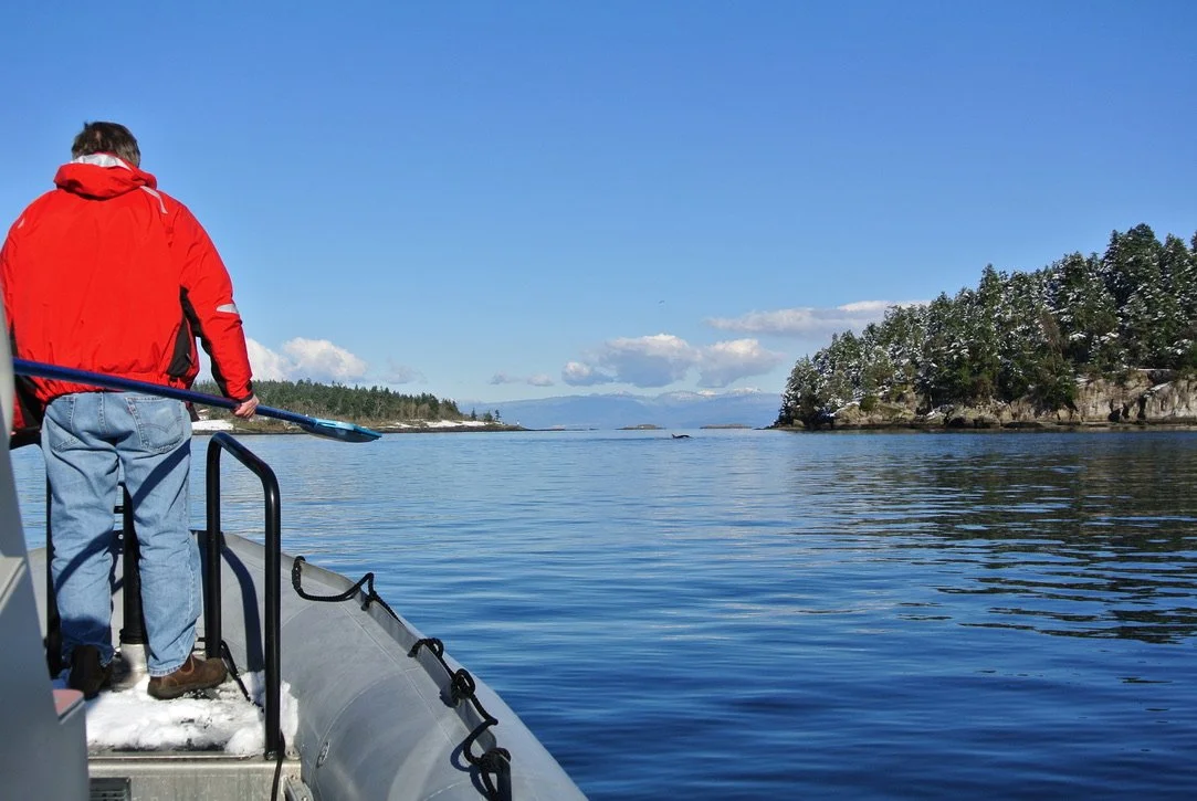 photo taken from a whale research boat overlooking nanaimo harnour and killer whale orca in the background near Newcastle Island. John Ford whale biologist stands on the bow of the boat ready to collect specimens from a feeding.