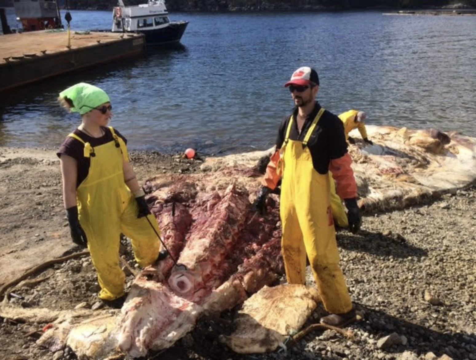 Katie and Mike deRoos stand over a dead fin whale, in process of removing the skeleton.