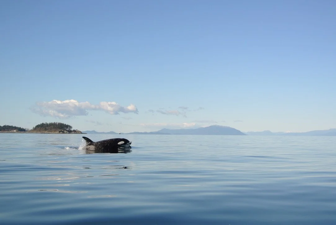 A Killer Whale Orca swims with a piece of dolphin in the waters off of Nanaimo British Columbia