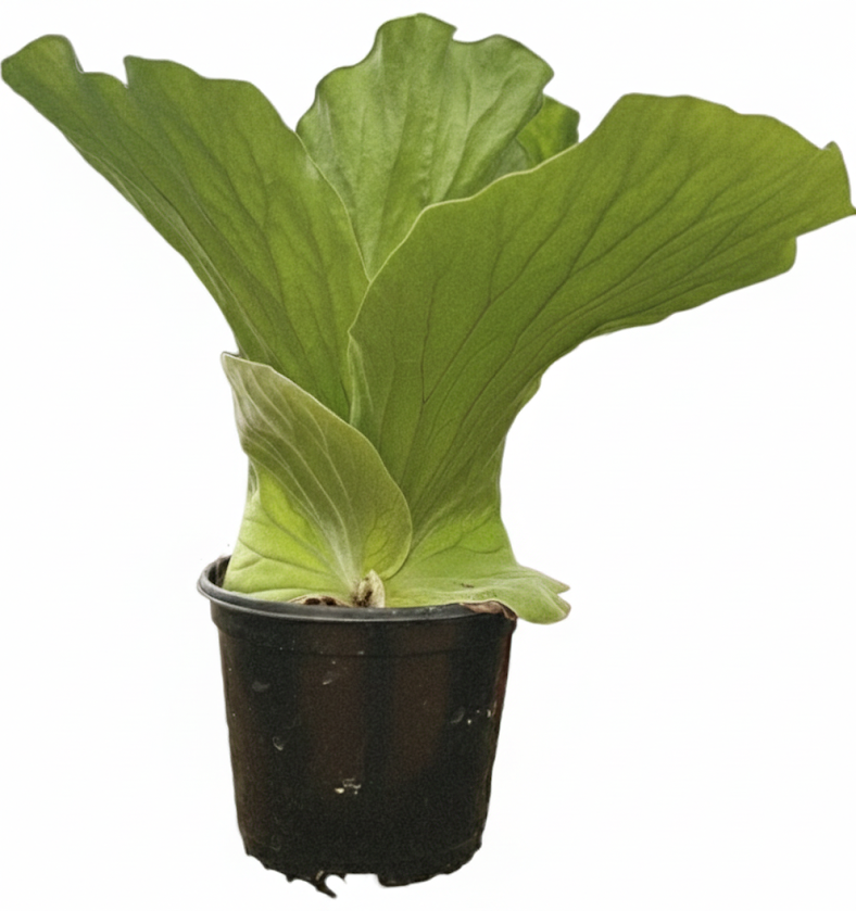 Platycerium Elephantotis 6 inch pot