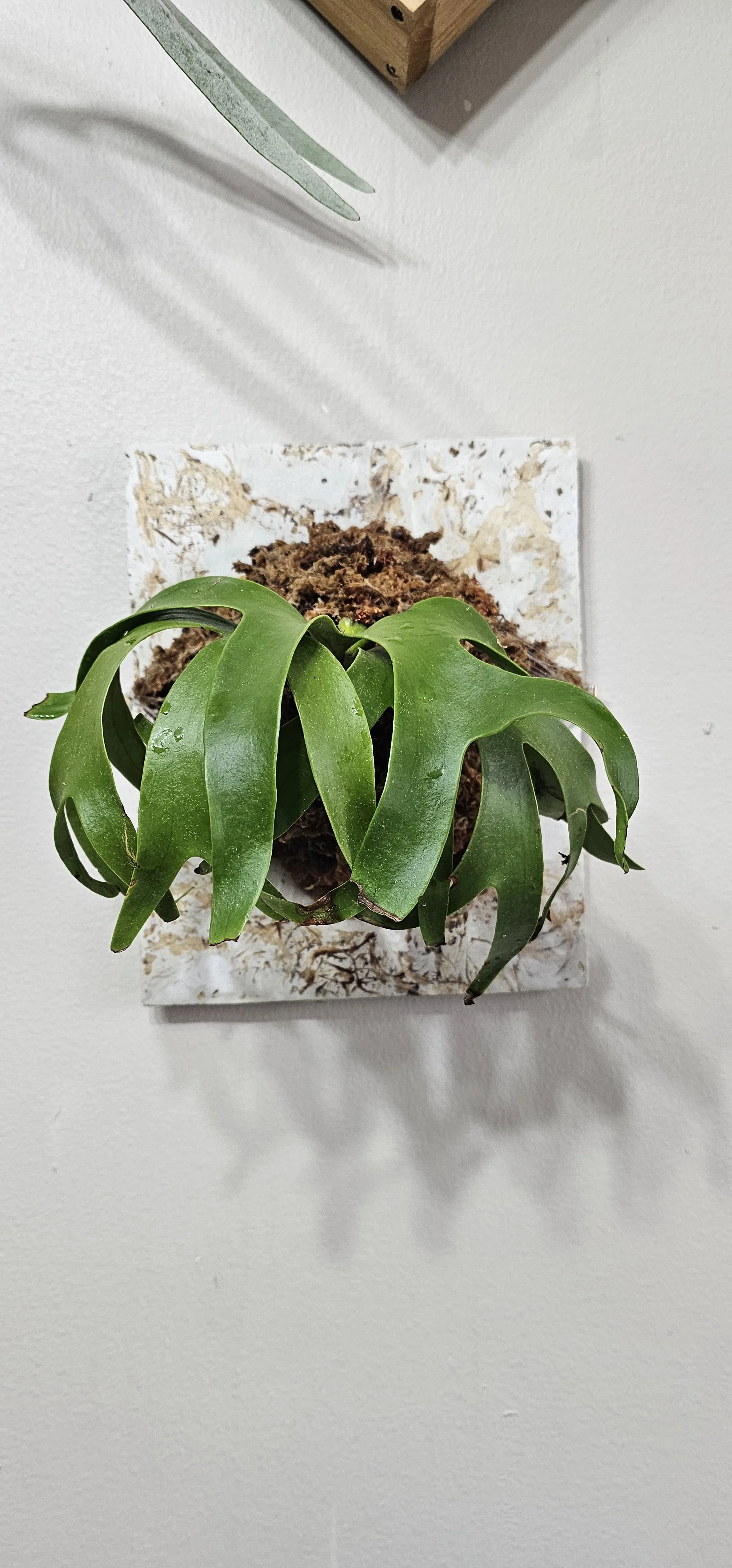 Platycerium Coronarium 'Dwarf'