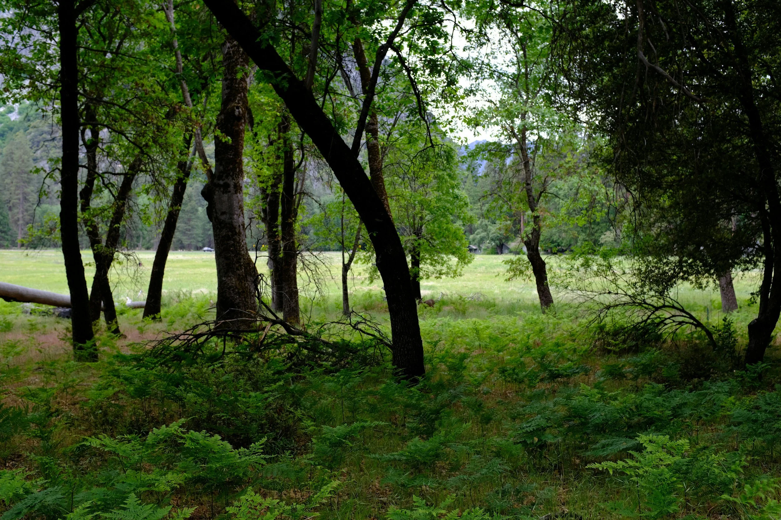 holistic somatic therapy