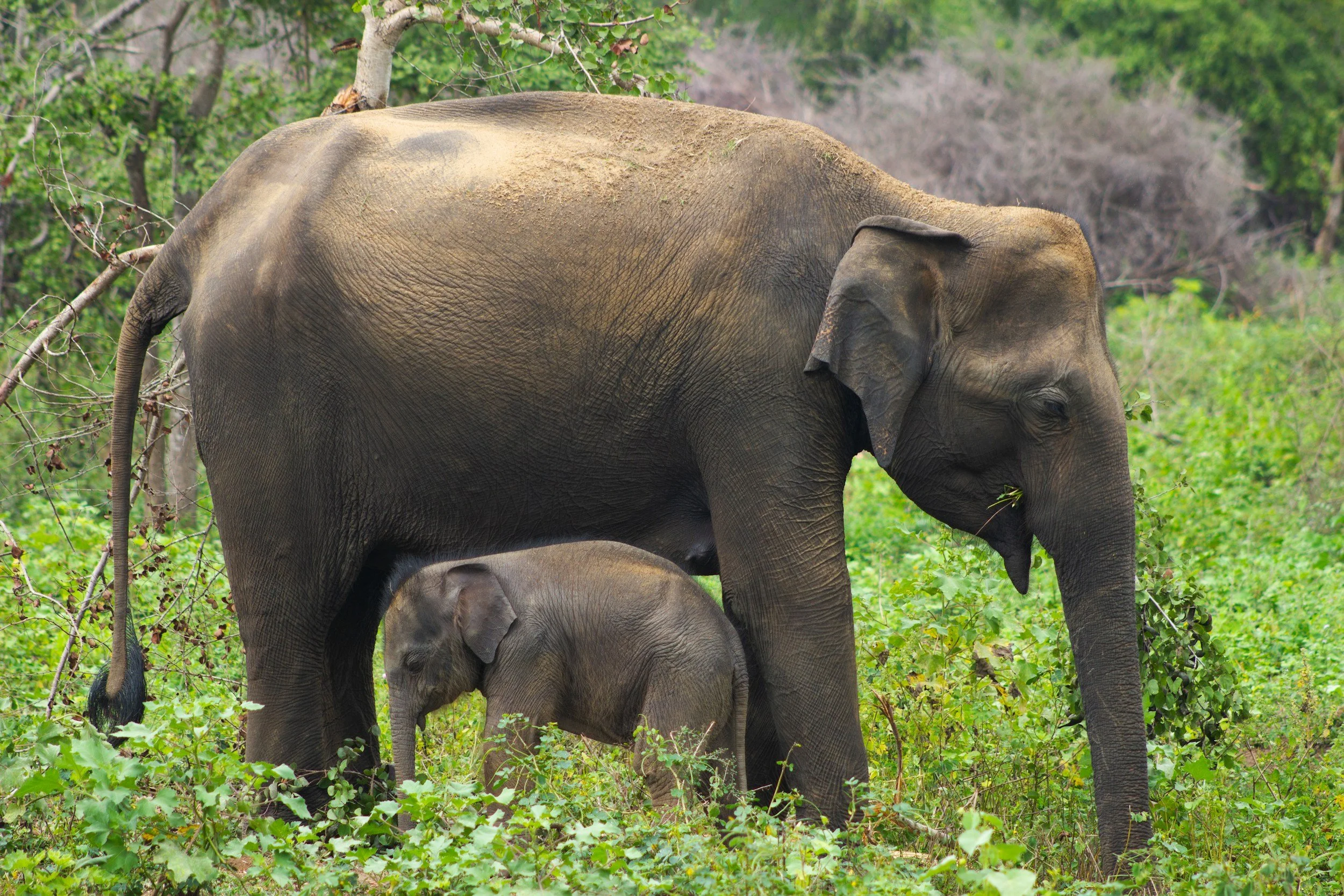 therapy for postpartum anxiety california