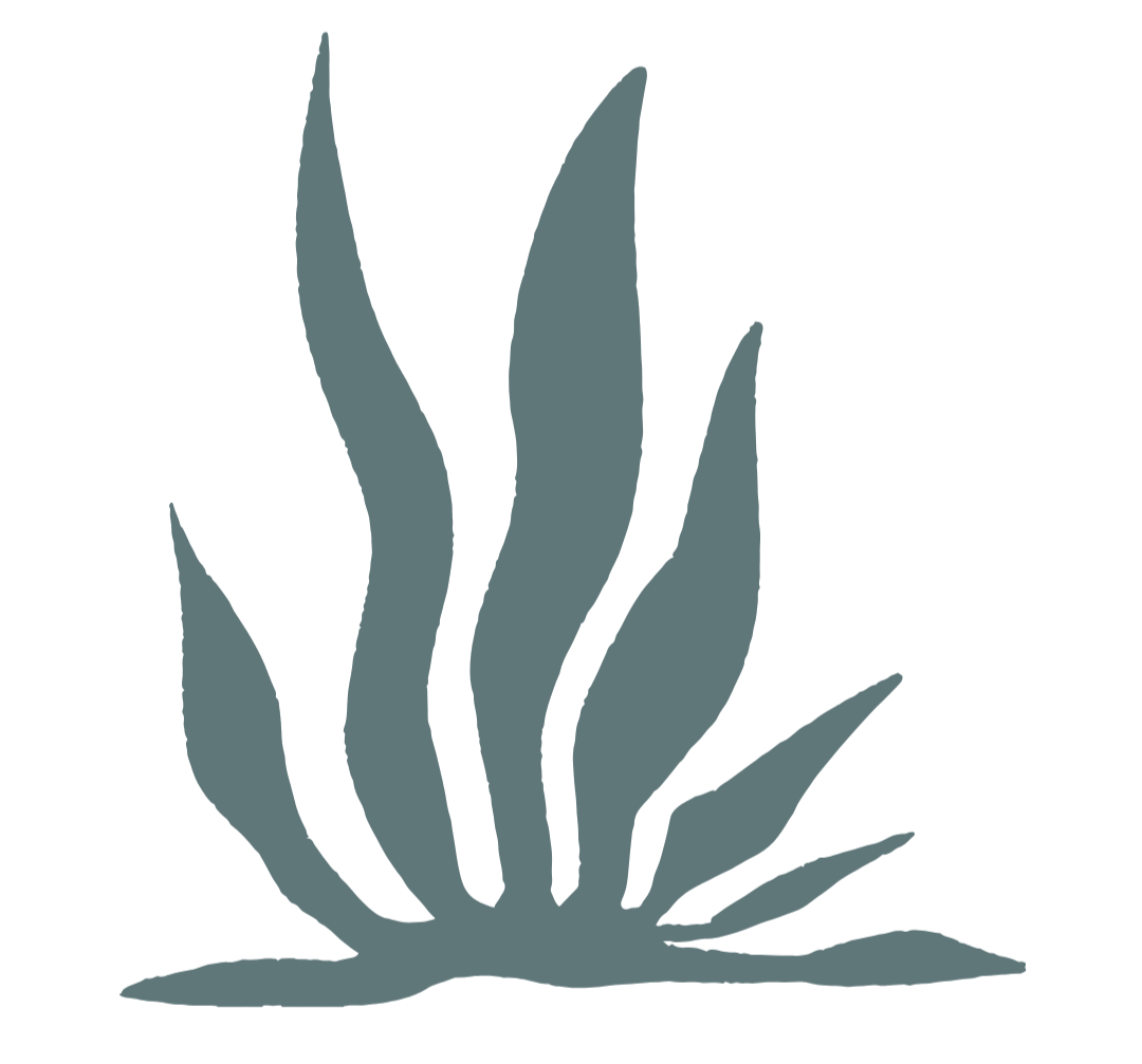 Silhouette of a seaweed plant with long, pointed leaves.