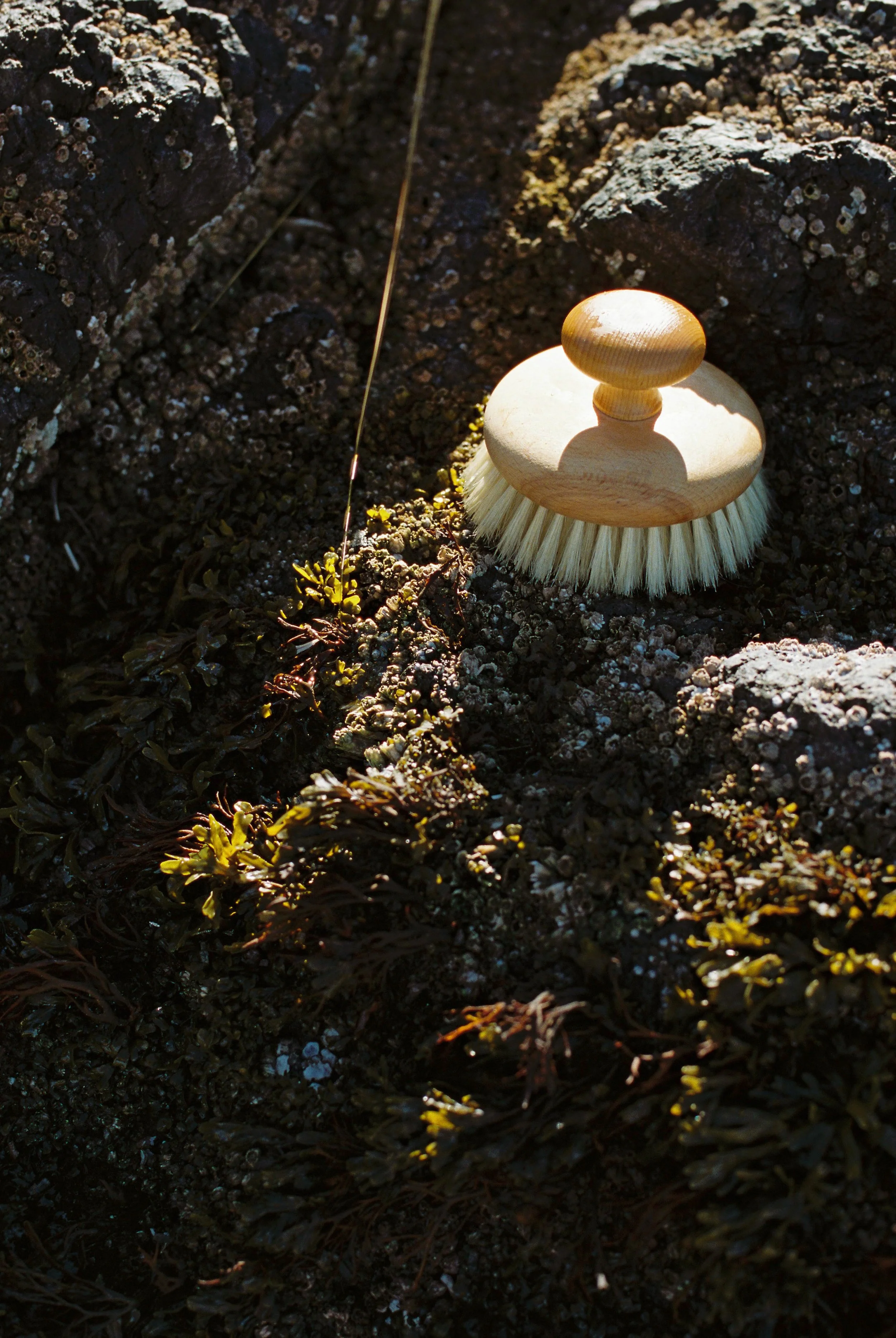 A scrub brush with a wooden handle is placed on rocky, moss-covered ground.