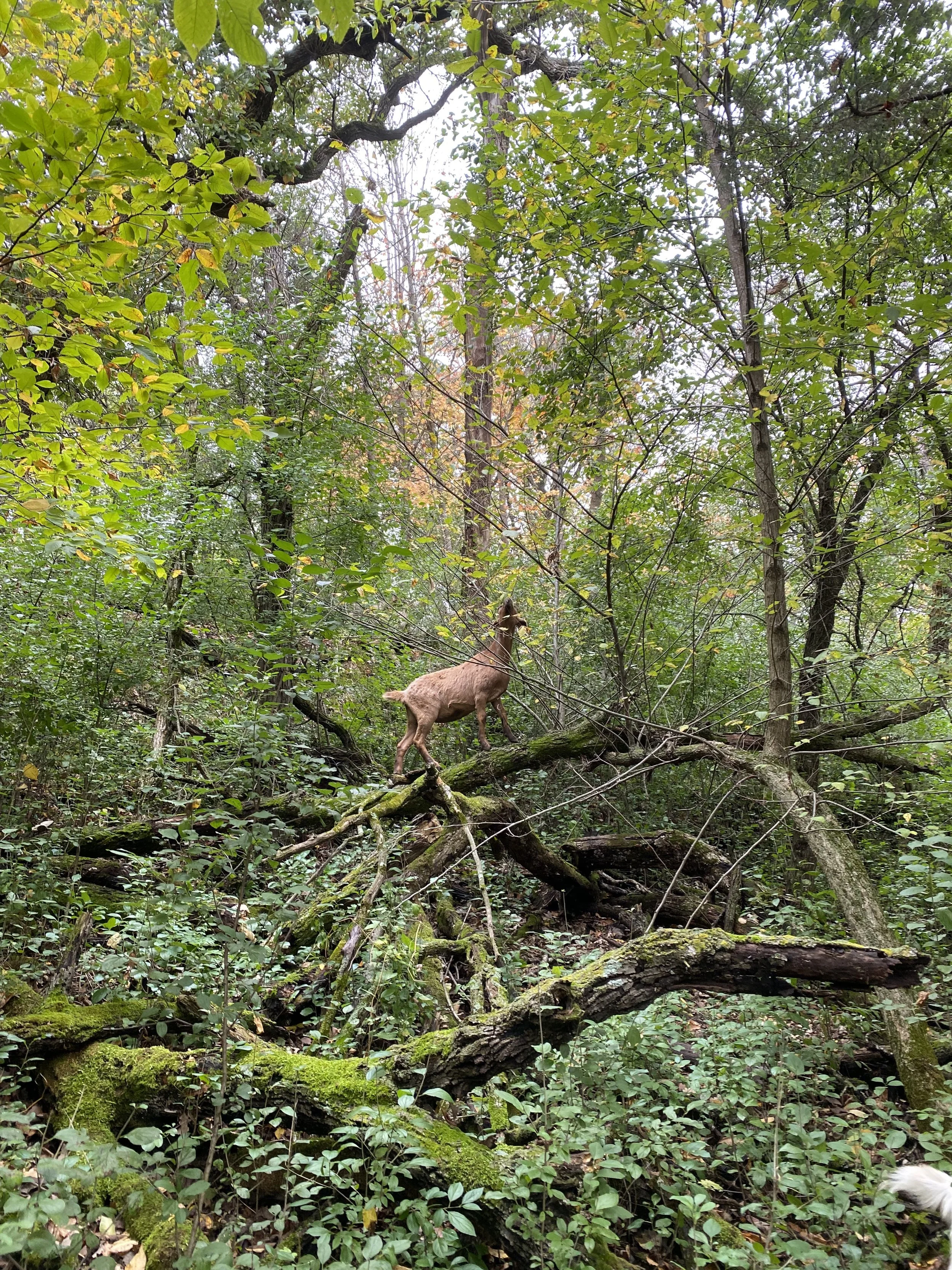 before // Tansy holding it down in a stand of maples with an understory of buckthorn