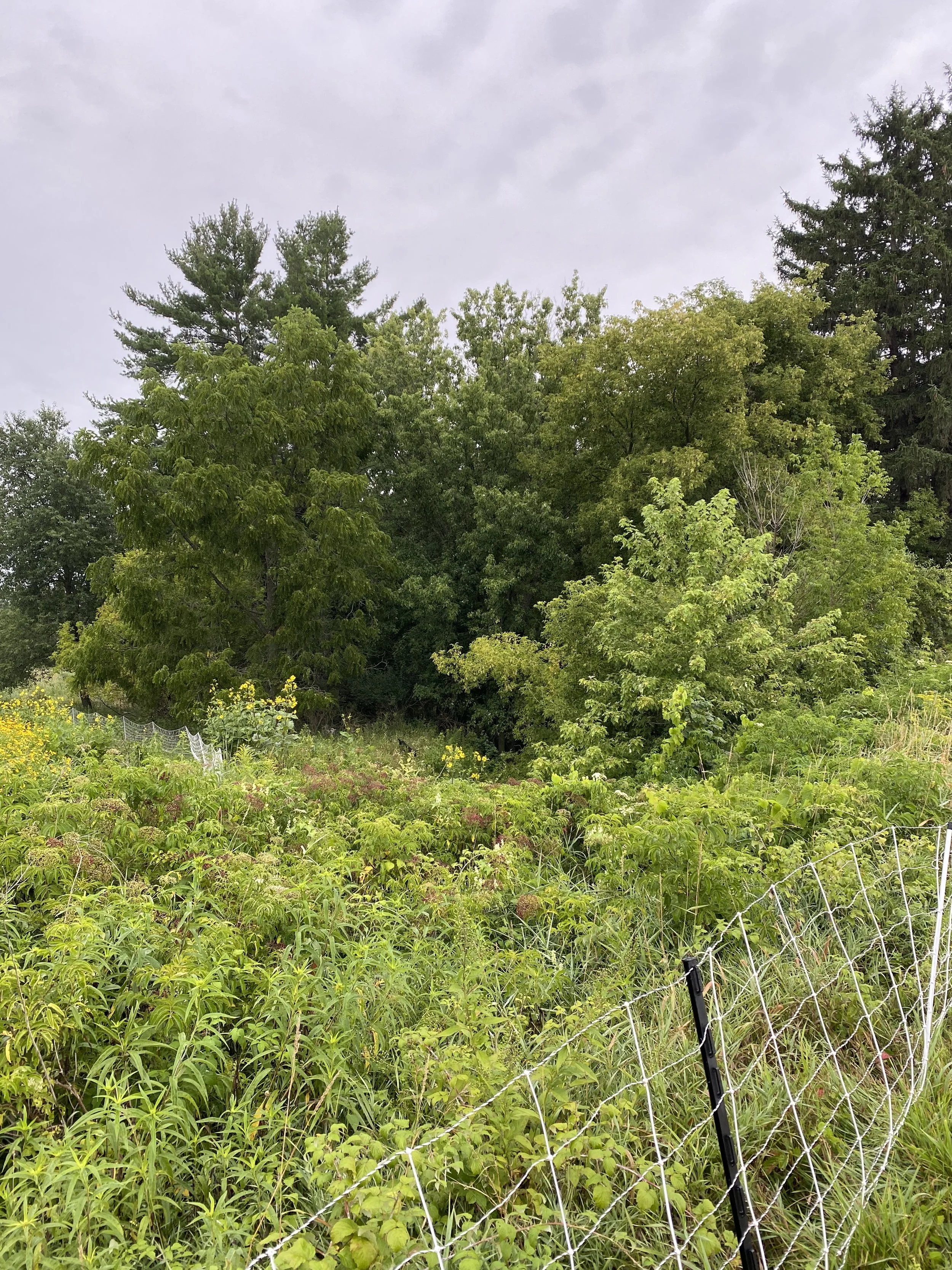before // a mix of wild black raspberries, young locust trees, honeysuckle, elderberries, and various perennial forbs