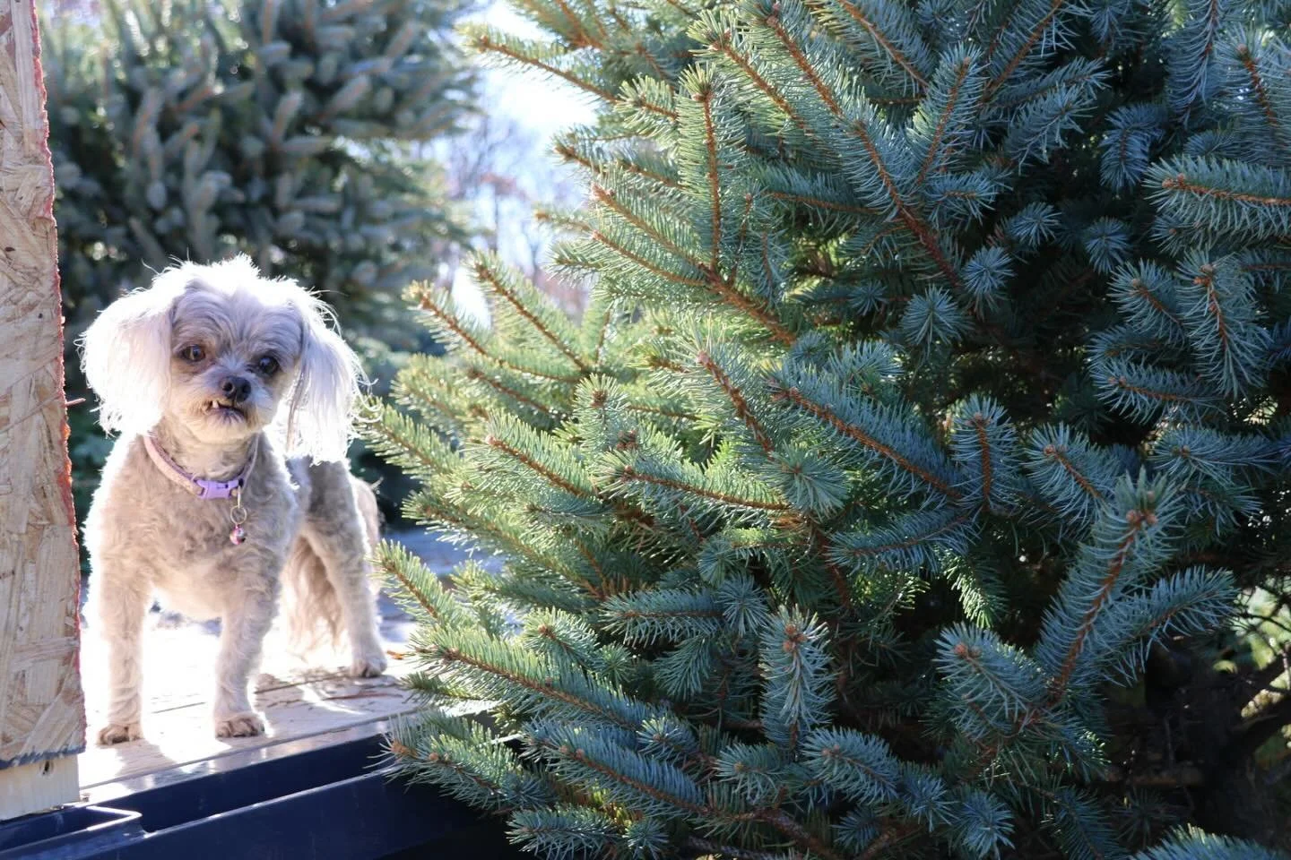 Lucy says the trees have arrived and she approves and we&rsquo;re ready for opening day! 🌲 🐾

10am tomorrow!
