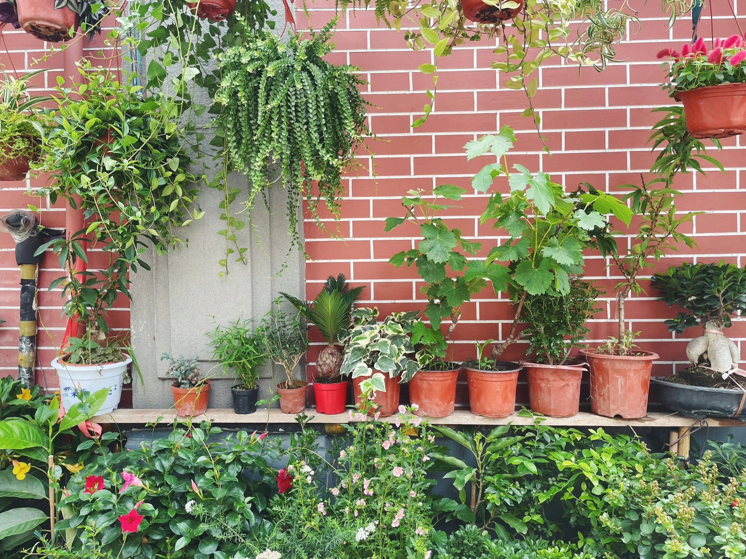 A variety of potted plants and flowers on a wooden shelf against a red brick wall, with some hanging plants and a garden hose to the left.