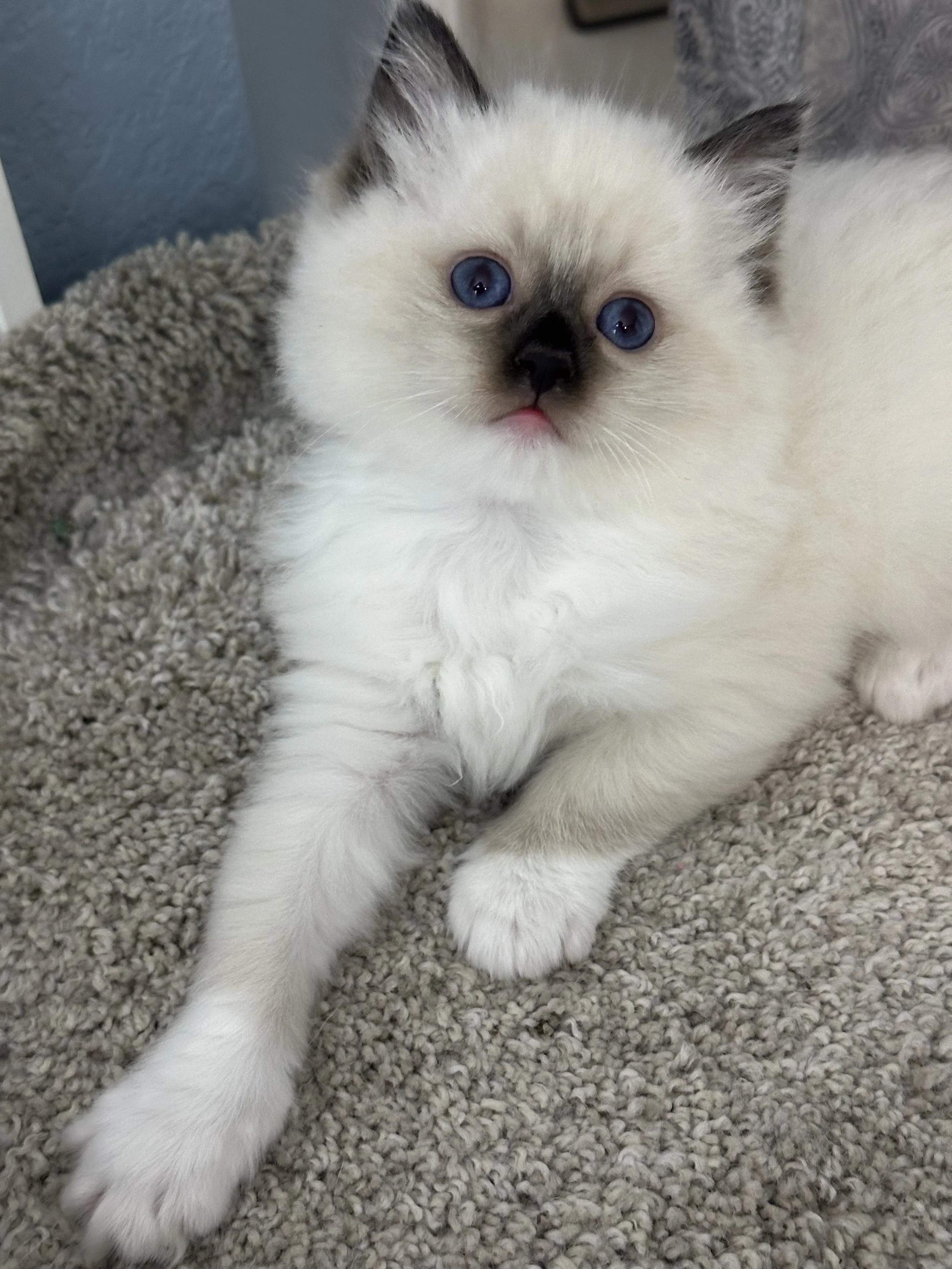 Available Kittens — Sunny Coast Ragdolls Cattery