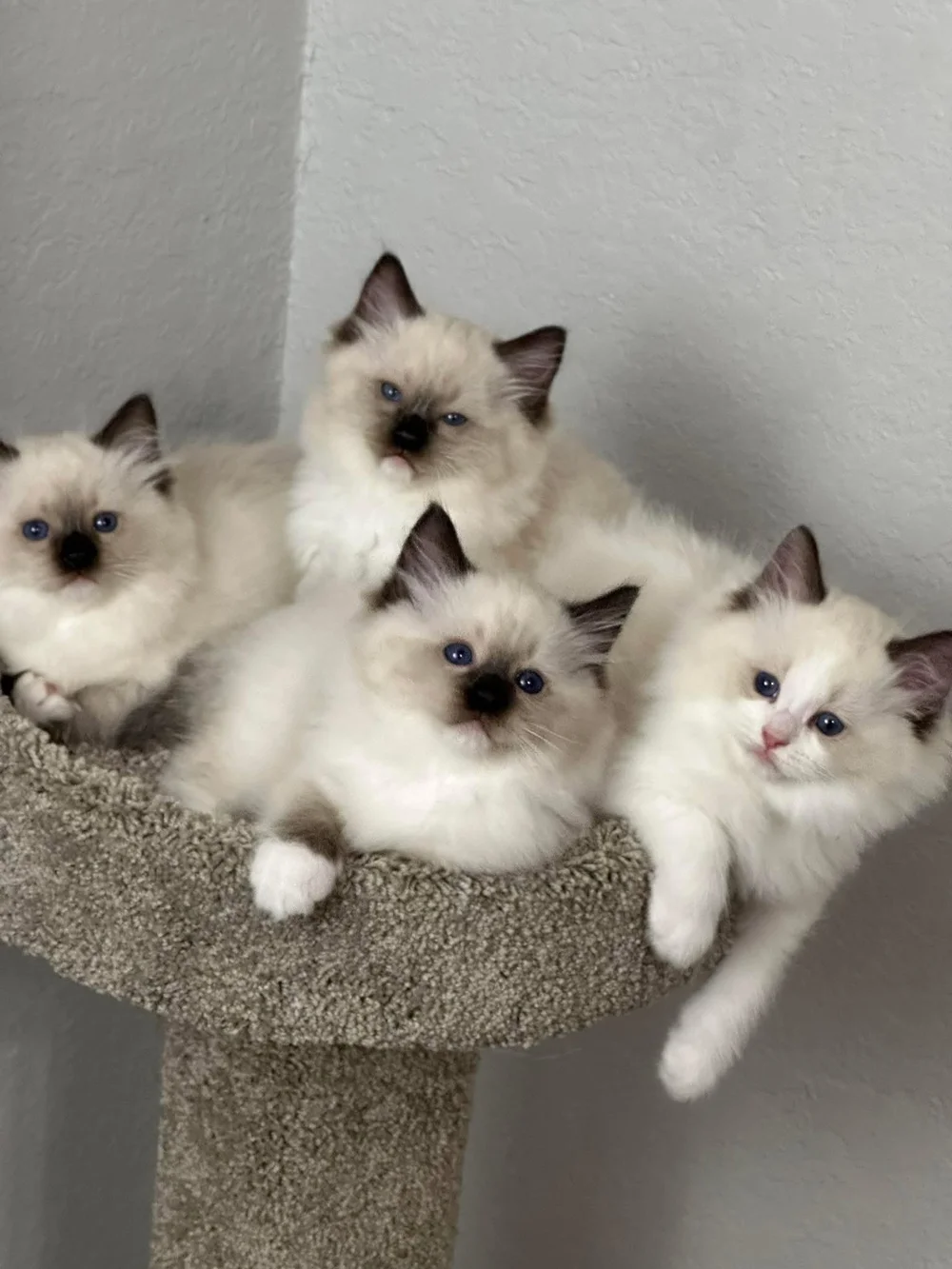 Sunny Coast Ragdolls Cattery