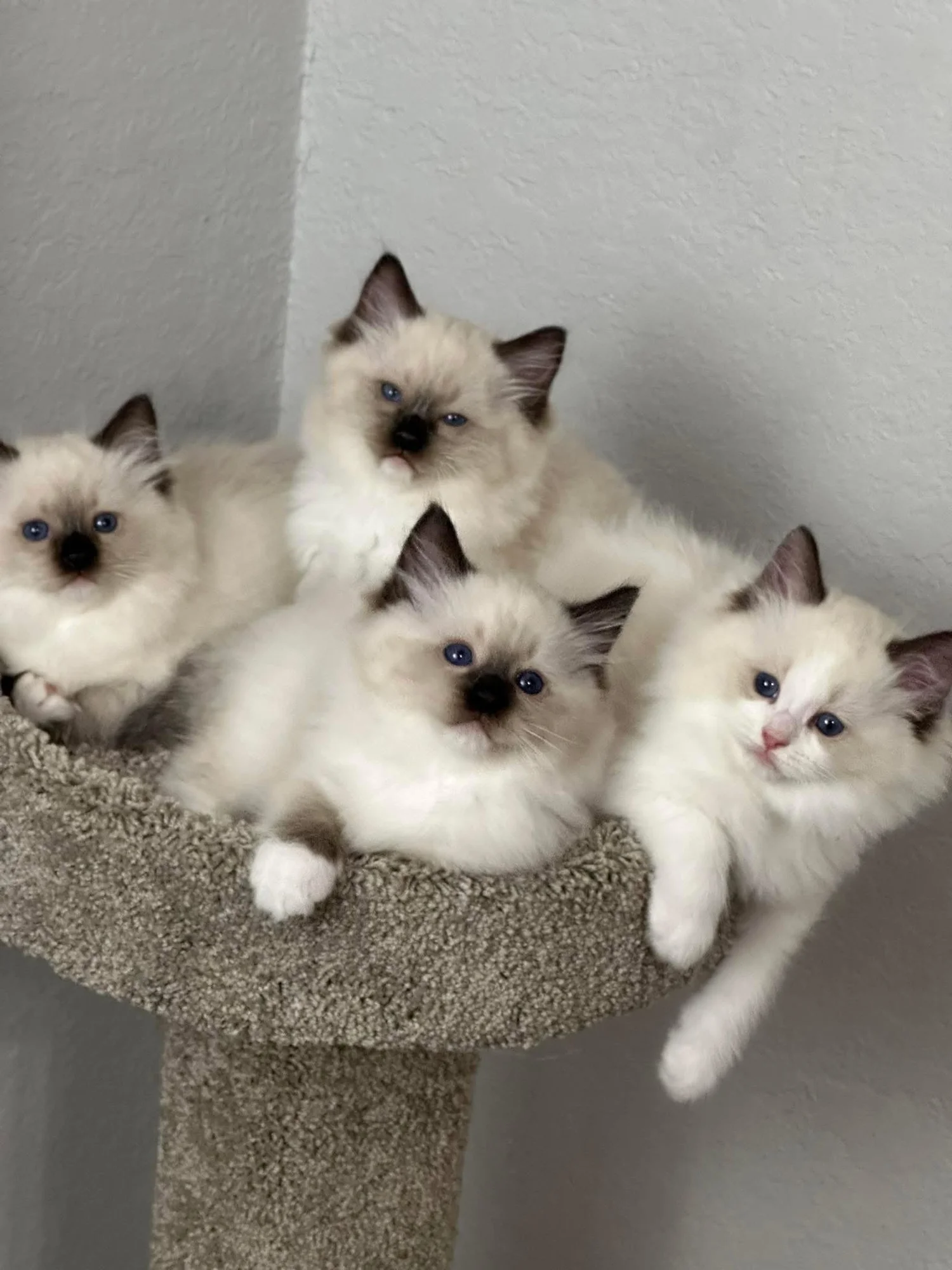 Sunny Coast Ragdolls Cattery