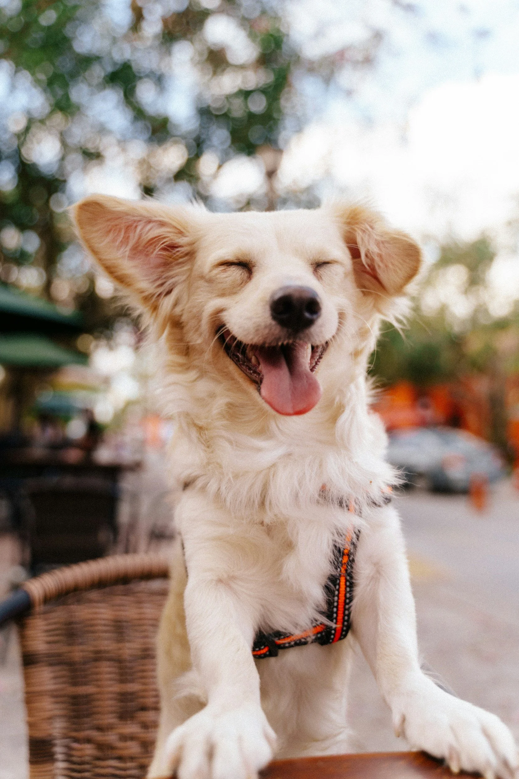 A happy, smiling dog with closed eyes, standing outdoors during daytime, with trees and cars blurred in the background.