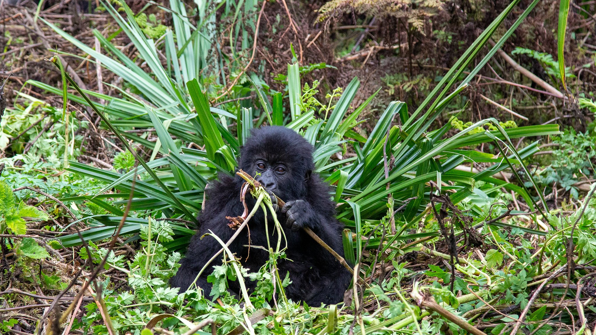 Rwanda - Gorilla Families