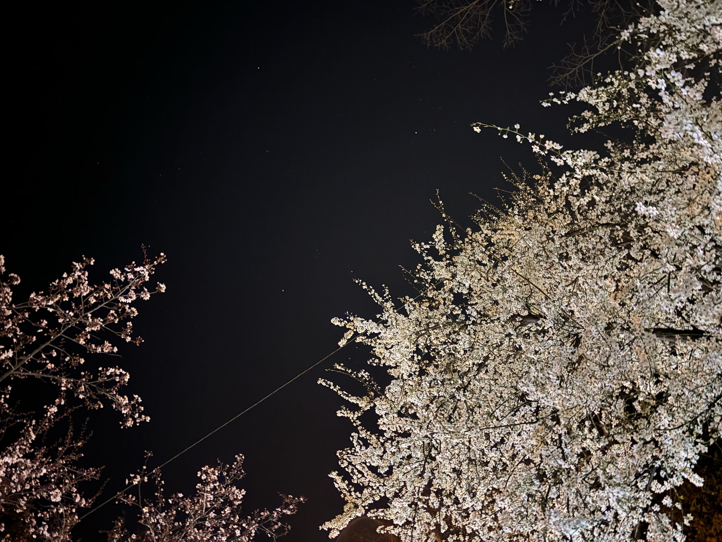 Spring-blooming trees illuminated by flashlights at night, with faint stars shimmering above. Früh blühende Bäume, die nachts beleuchtet werden, mit zart schimmernden Sternen darüber.