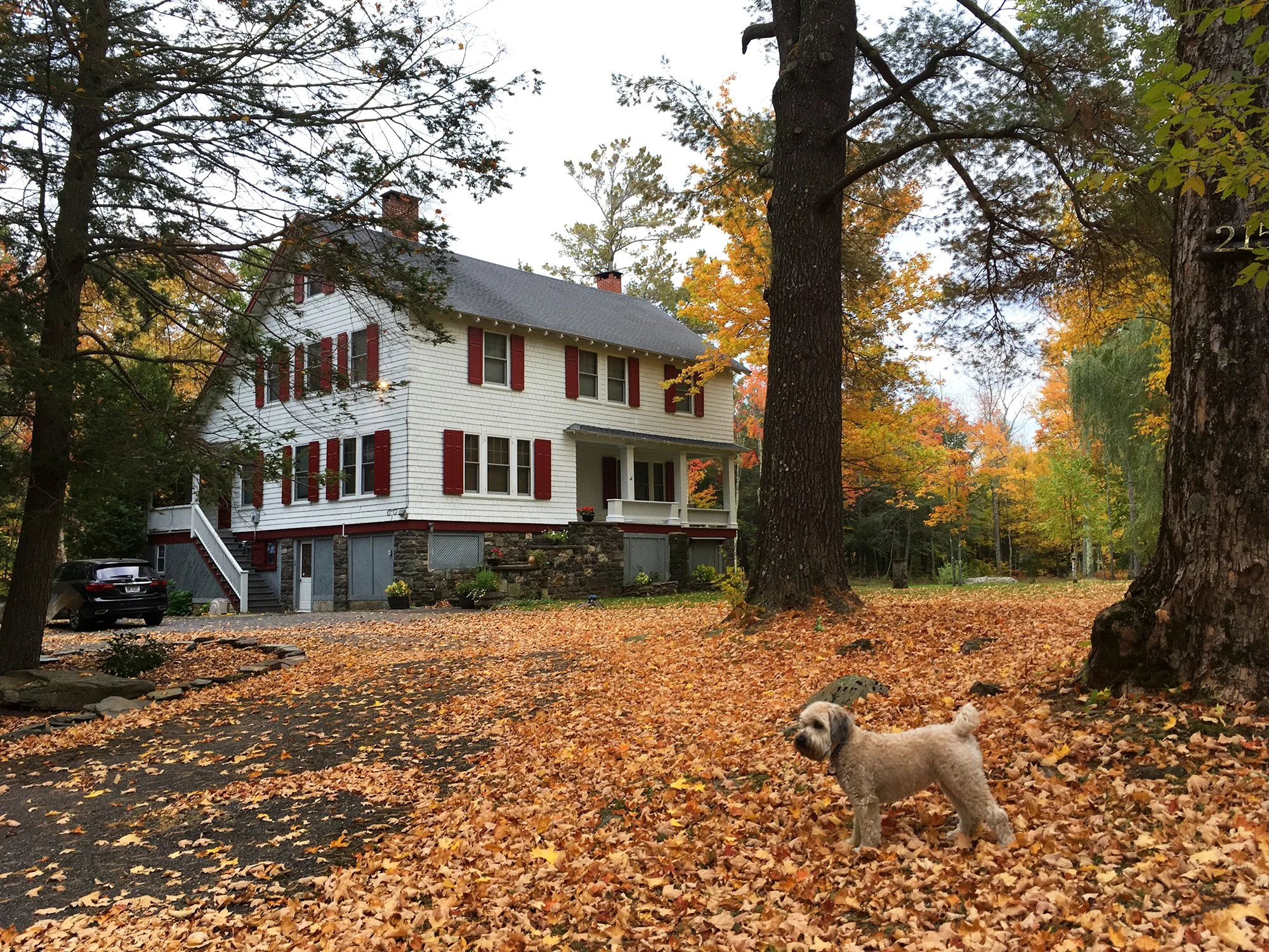 A white house with red shutters surrounded by autumn trees and fallen leaves. A small dog stands on the leaf-covered ground, and a black car is parked near the house.