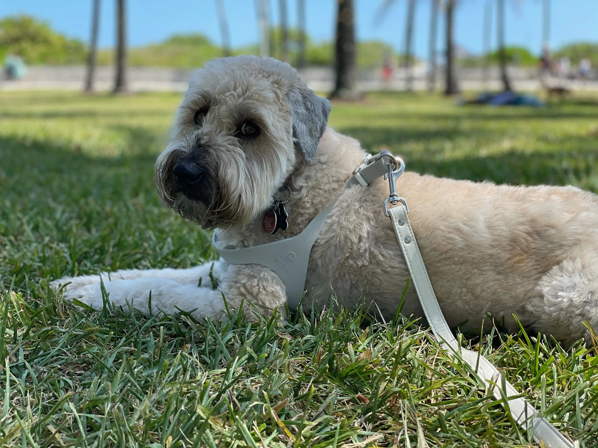 A fluffy light-colored dog with a harness lying on the grass in a park.