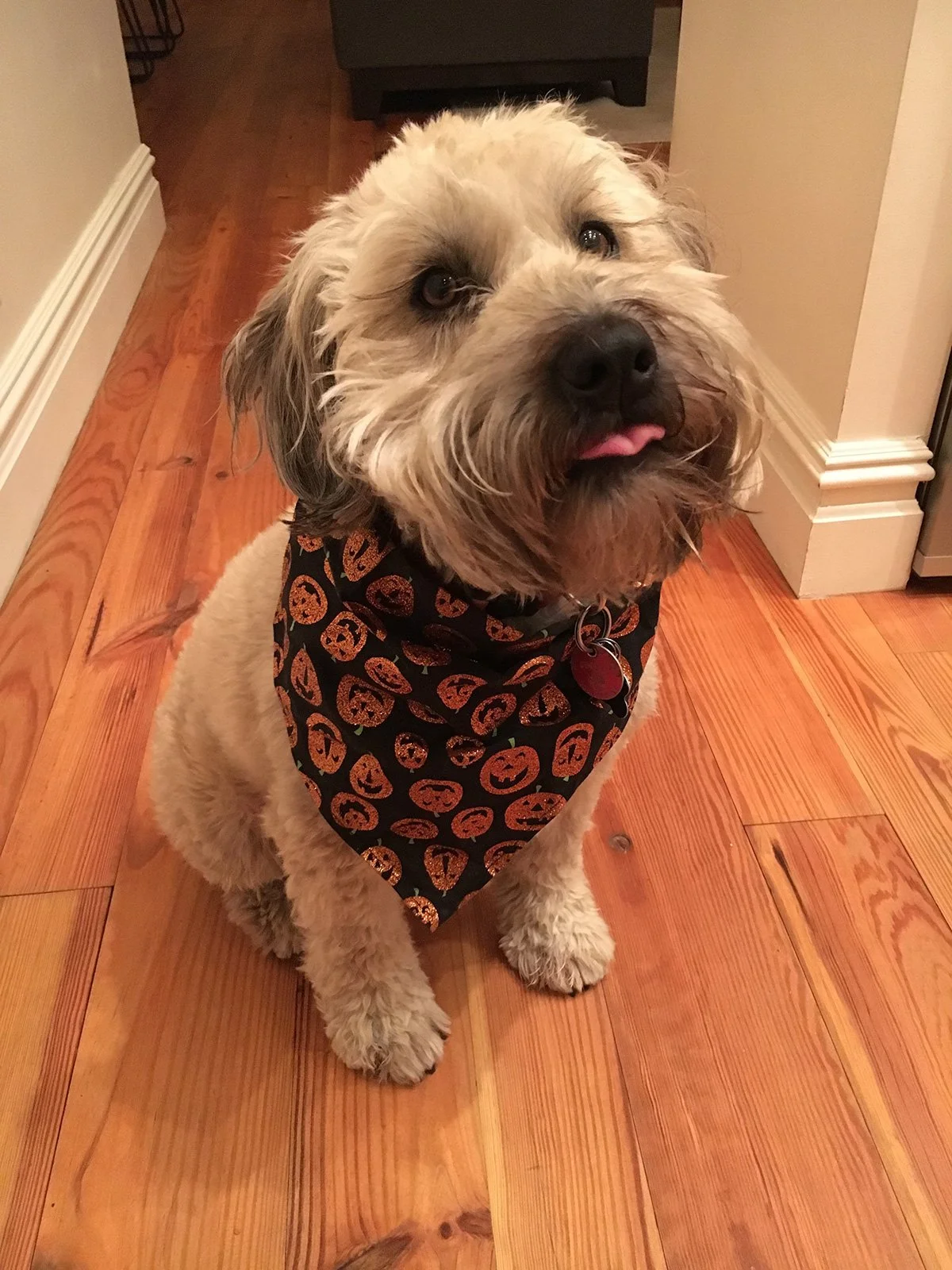 Cute fluffy dog with light beige fur wearing a black bandana with orange jack-o'-lantern patterns, sitting on a hardwood floor in a home kitchen.