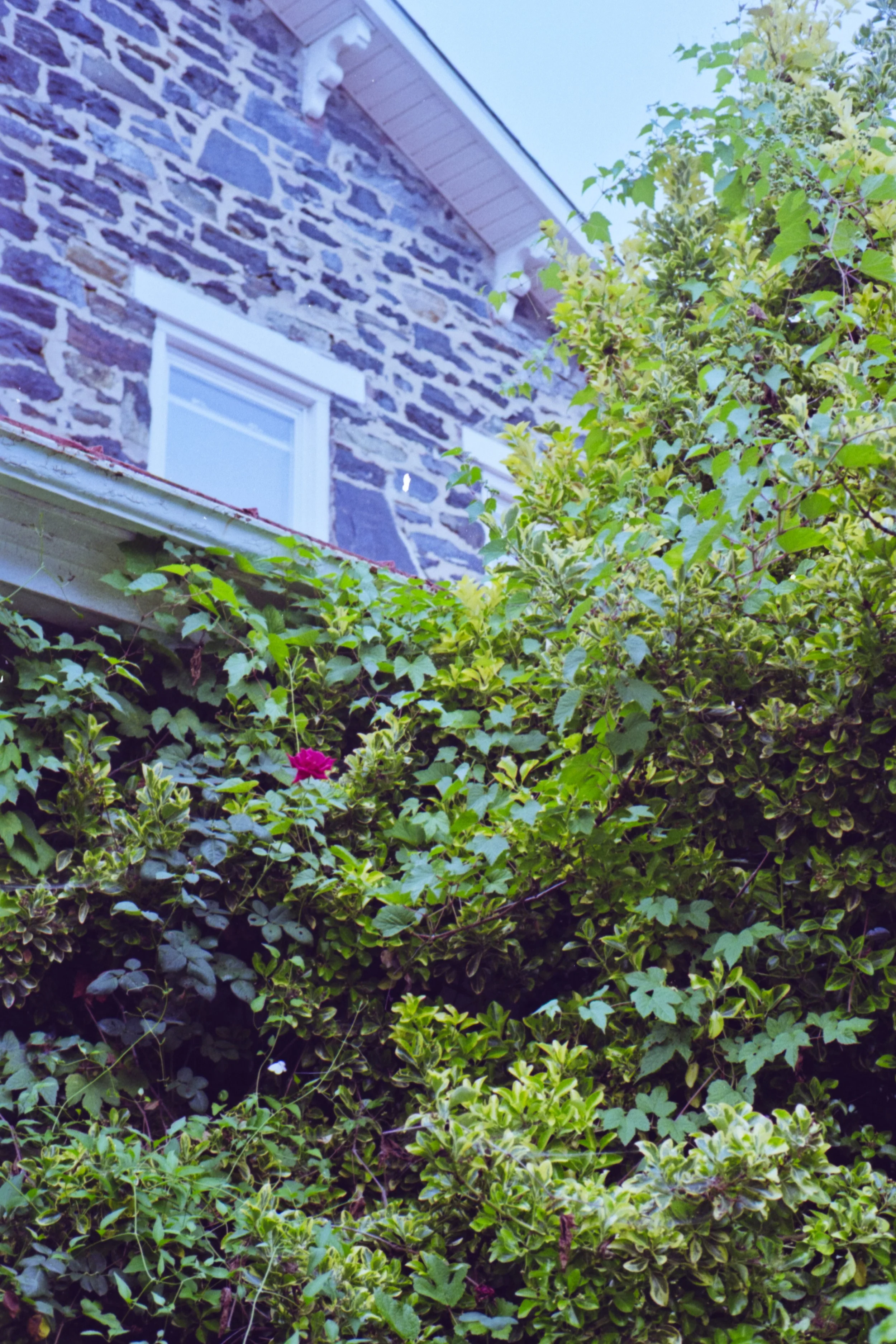 View of a stone house wall with white-framed windows and an overgrown garden with green foliage and a pink flower.