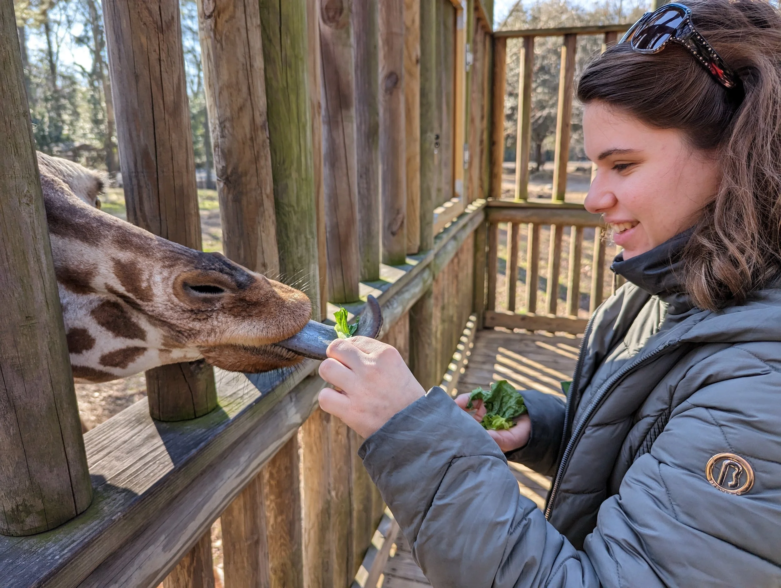 Natasha feeding a giraffe!