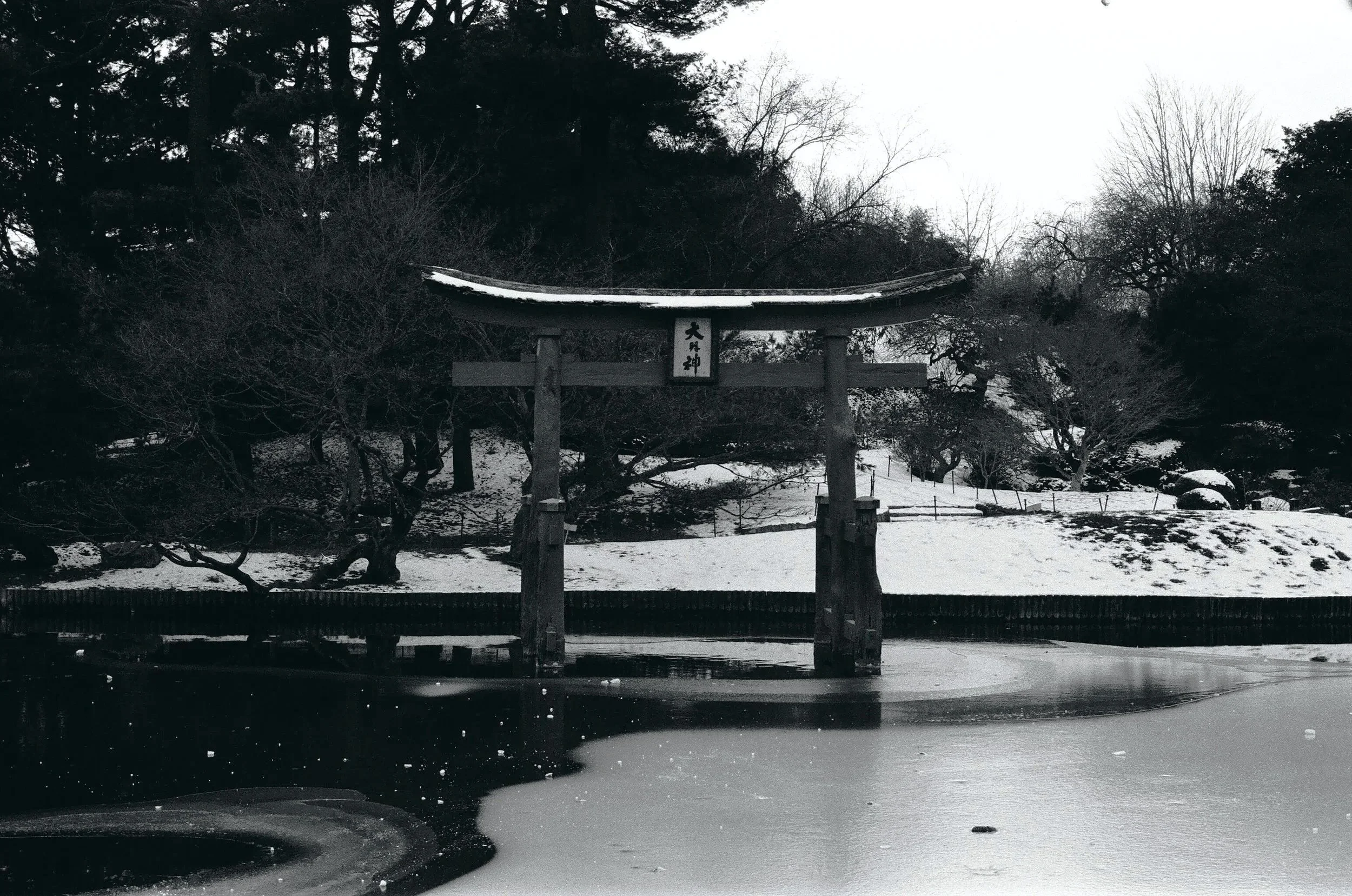 Yin and Yang. Brooklyn Botanical Gardens, February 2025