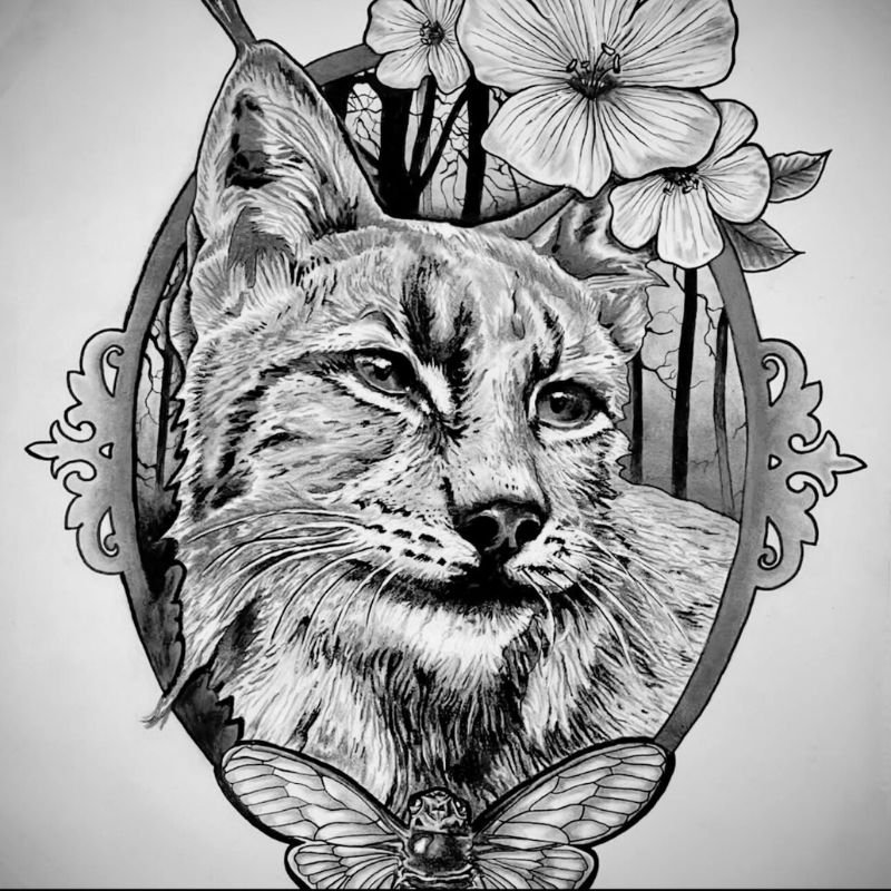 bobcat drawing shelton ct