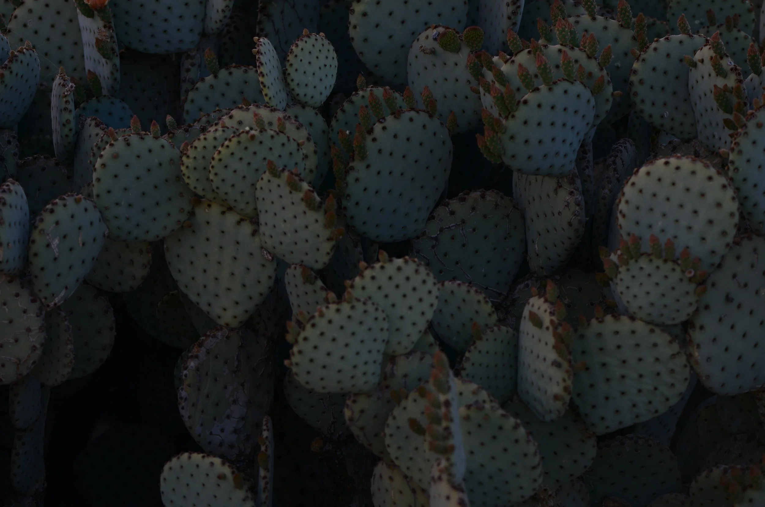 G14_6004.jpeg