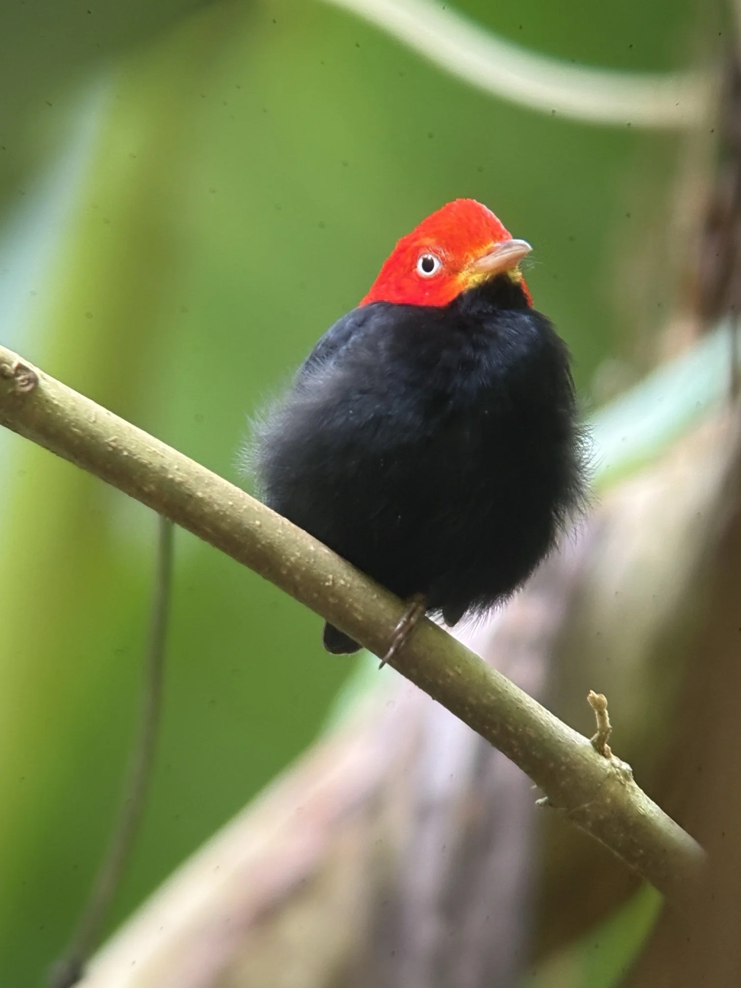 Red-capped manakin, a small rainforest bird, seen on a guided tour