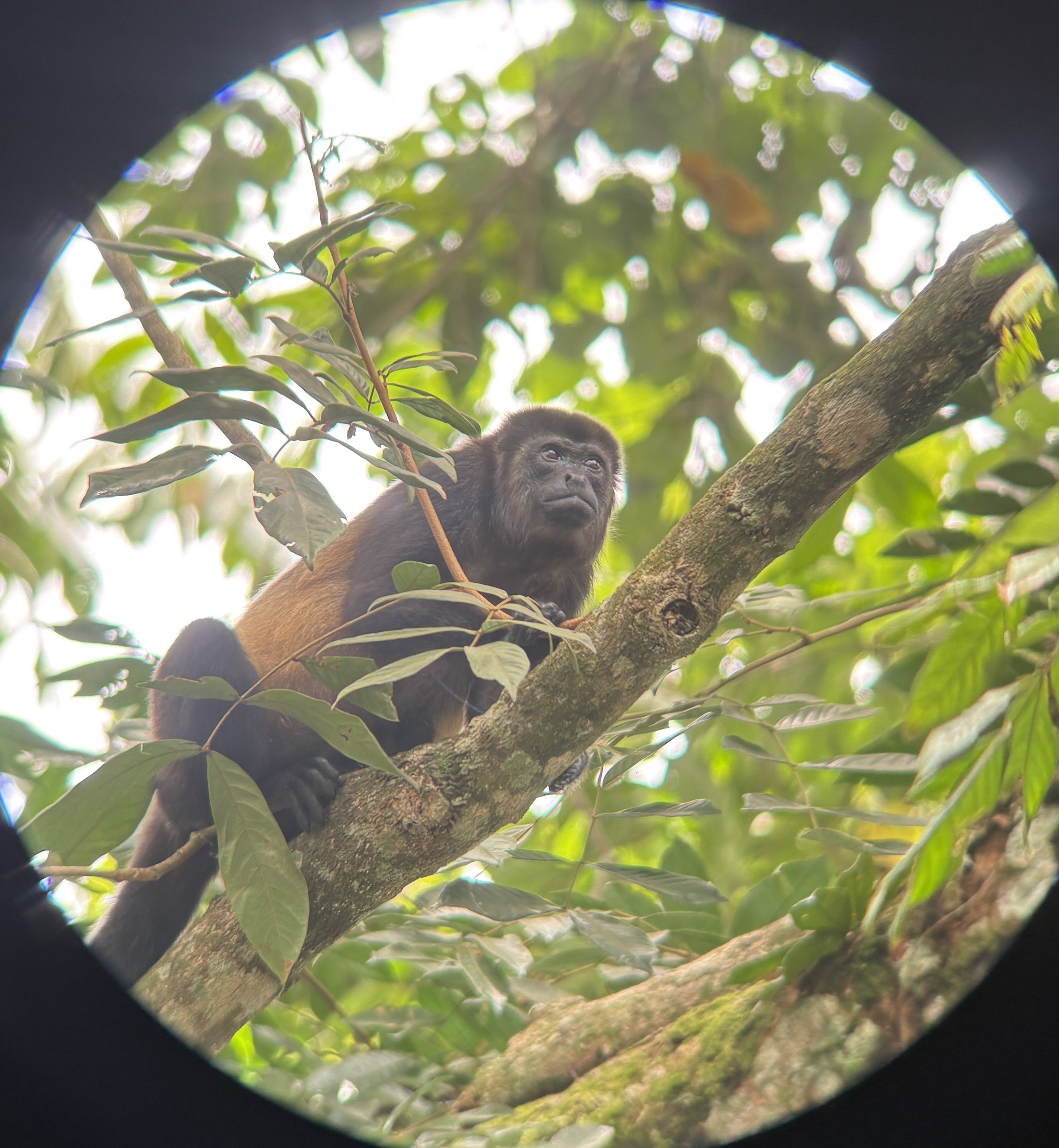 Howler monkey on a branch, seen through the guide's spotting scope