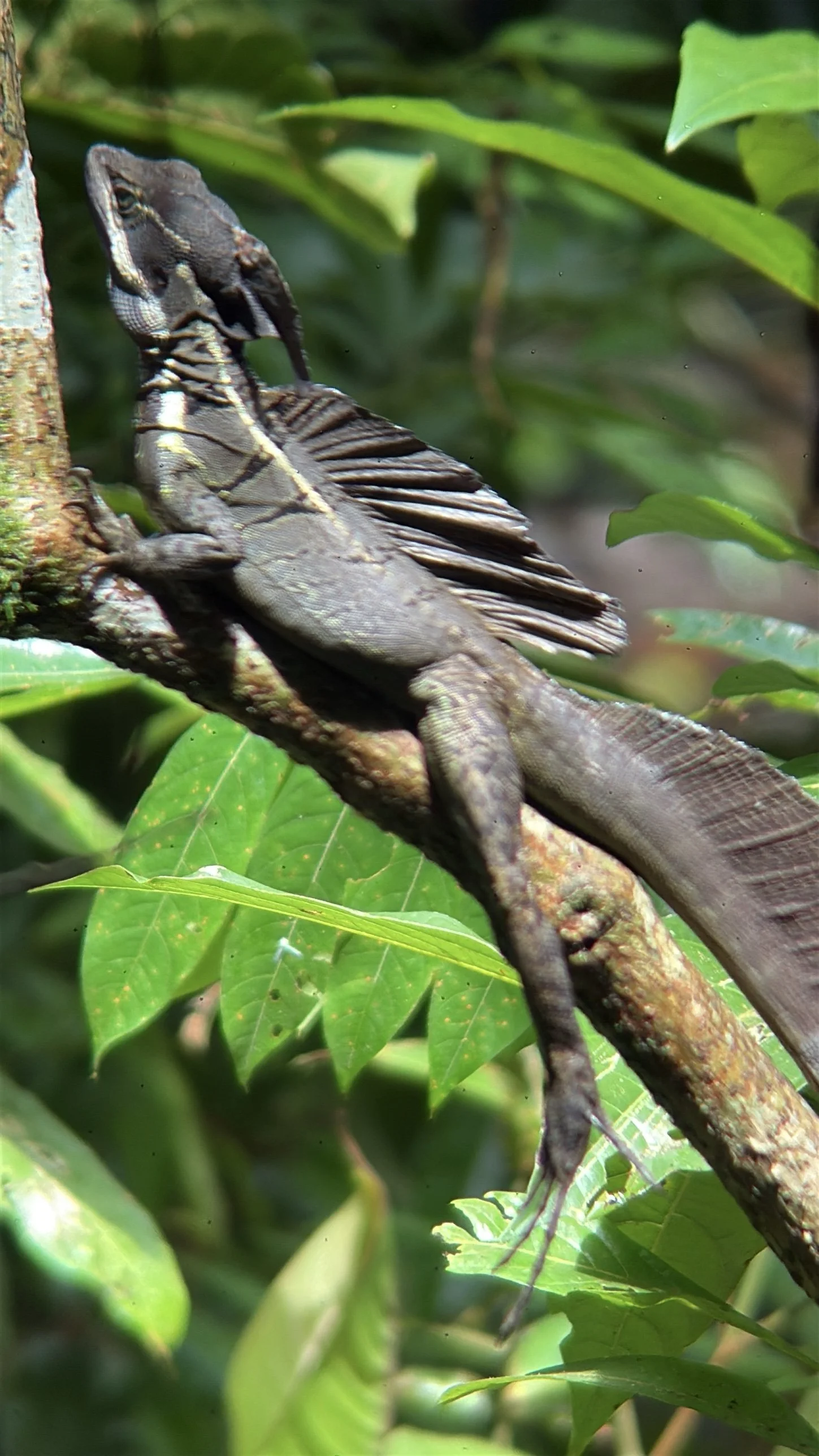 Basilisk lizard on a branch, photographed on a Costa Rica wildlife tour