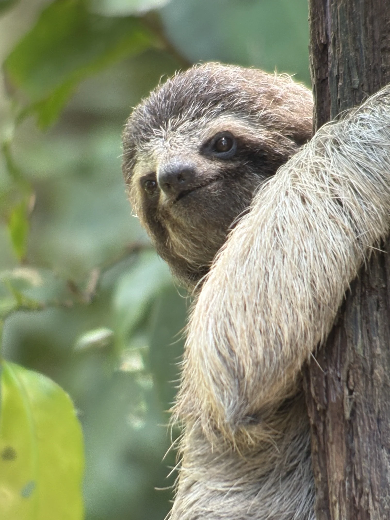 Three-toed sloth clinging to a tree, photographed by our guide on a Costa Rica wildlife tour