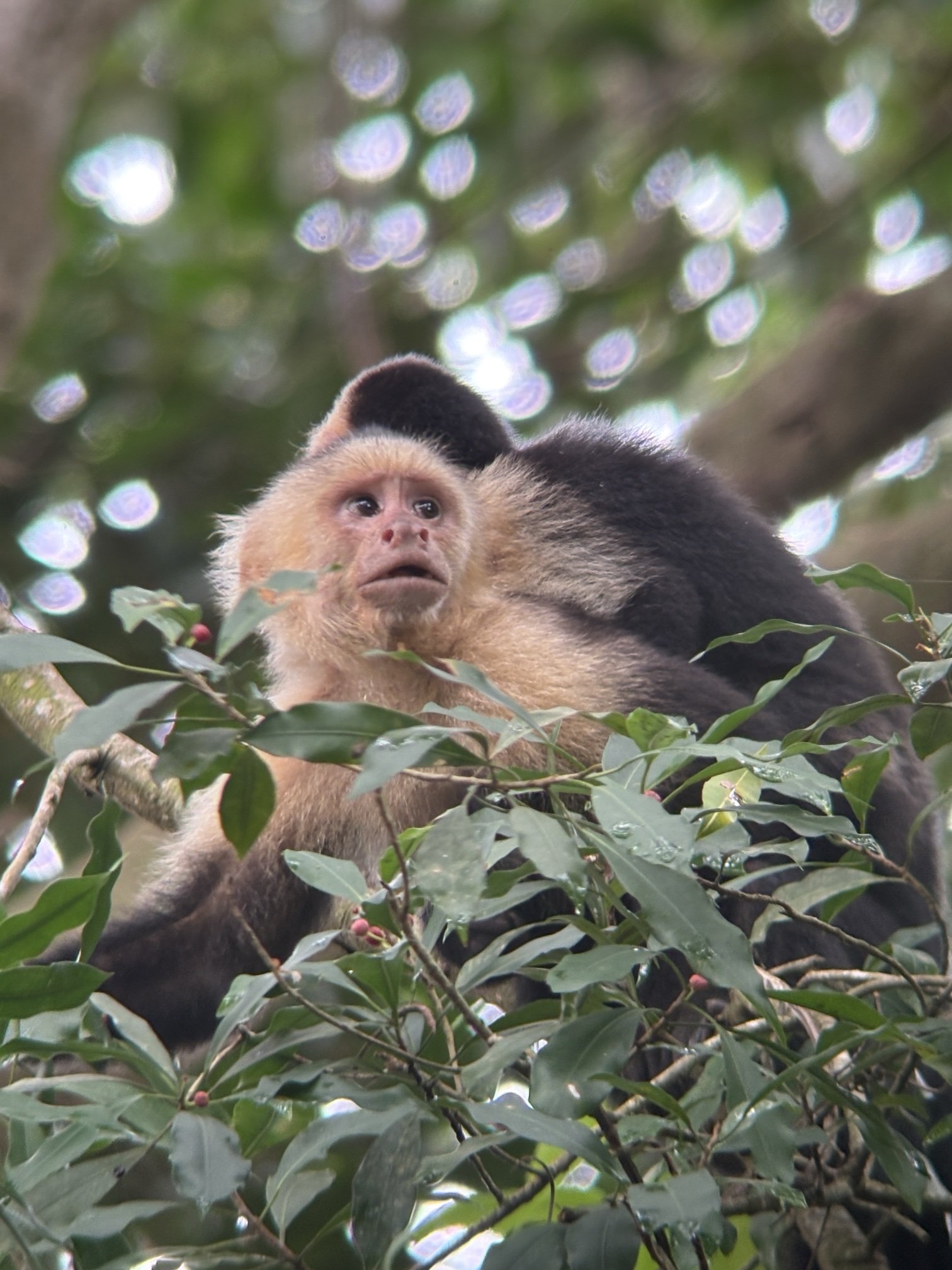 White-faced capuchin monkey in the treetops, photographed on a guided tour in Costa Rica