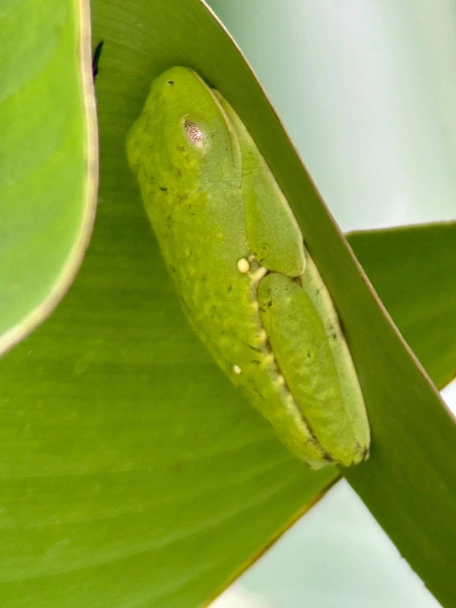 Red-eyed tree frog sleeping under a leaf, found by our guide