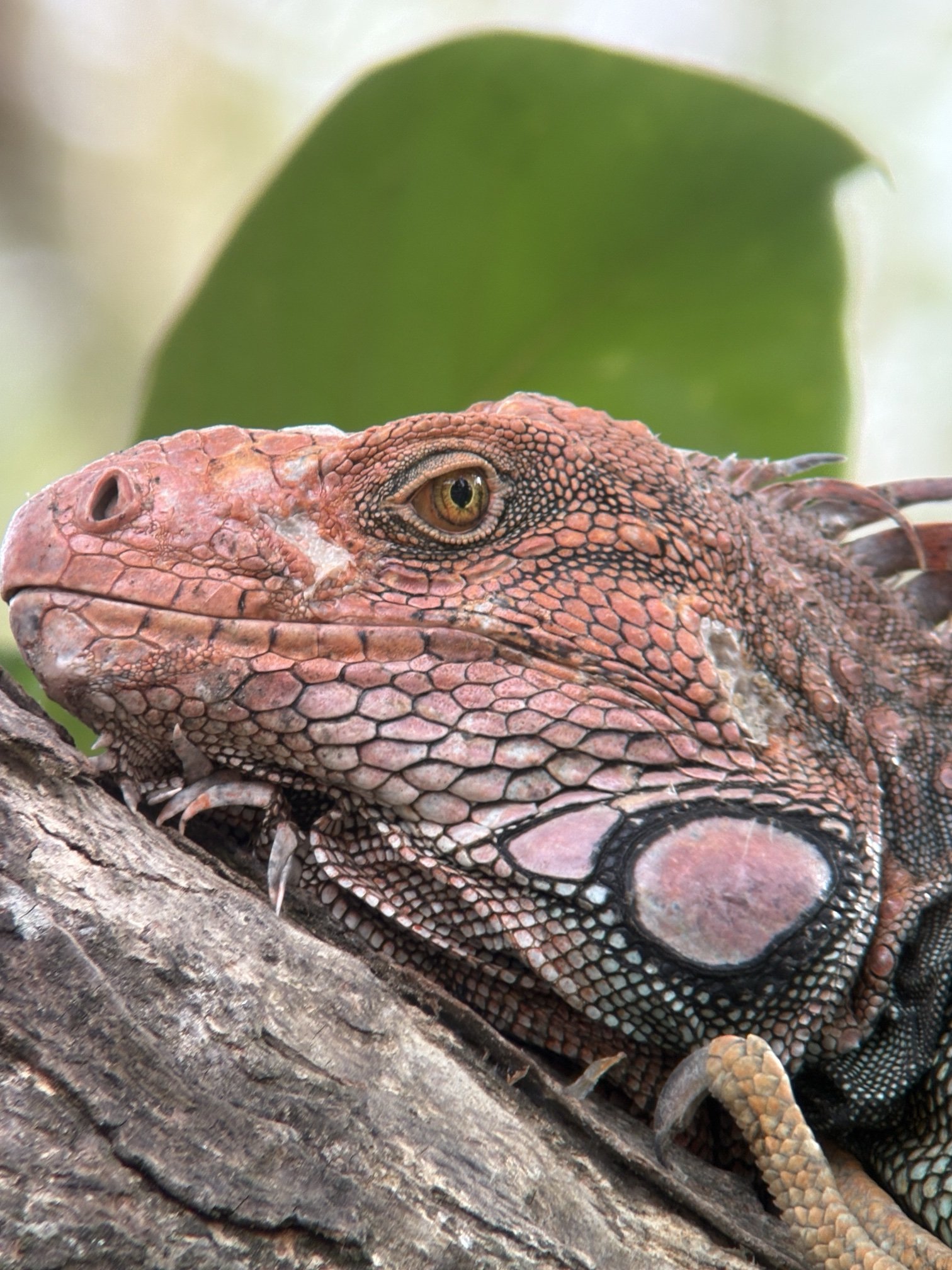 Close-up of a green iguana in Costa Rica