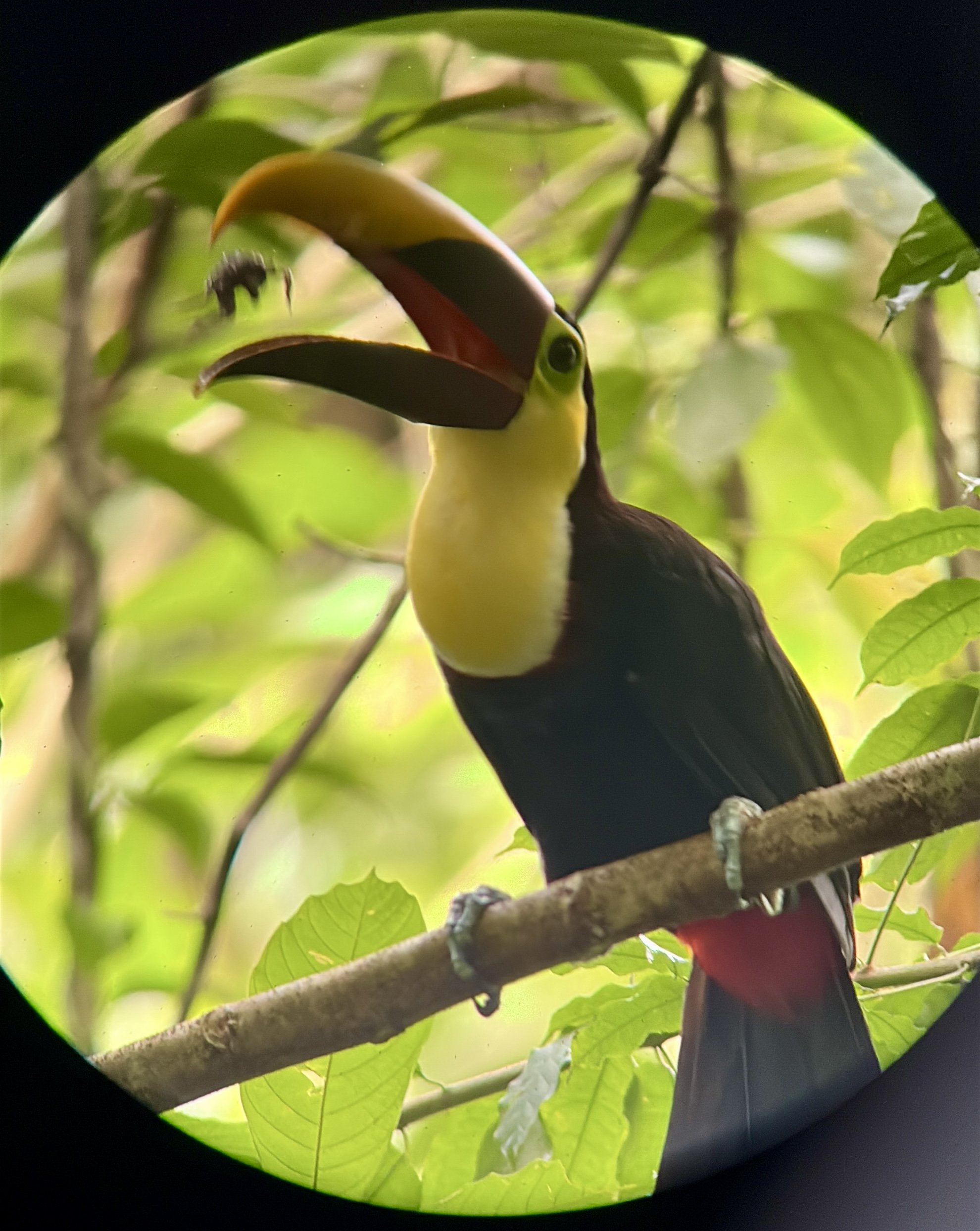 Yellow-throated toucan seen through the spotting scope in Manuel Antonio National Park