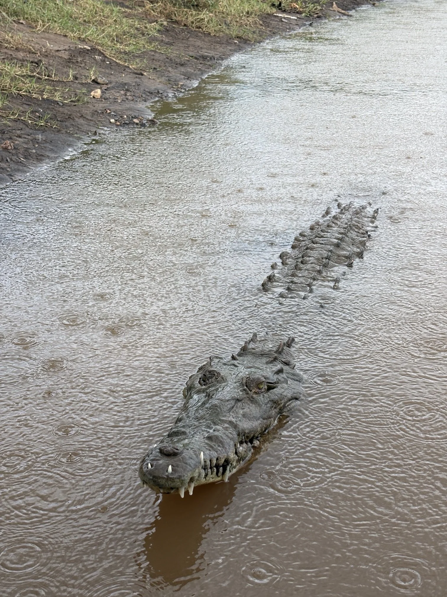 Carara National park + Jungle Crocodile Safari: Macaws, Crocs, and Jungle Trek
