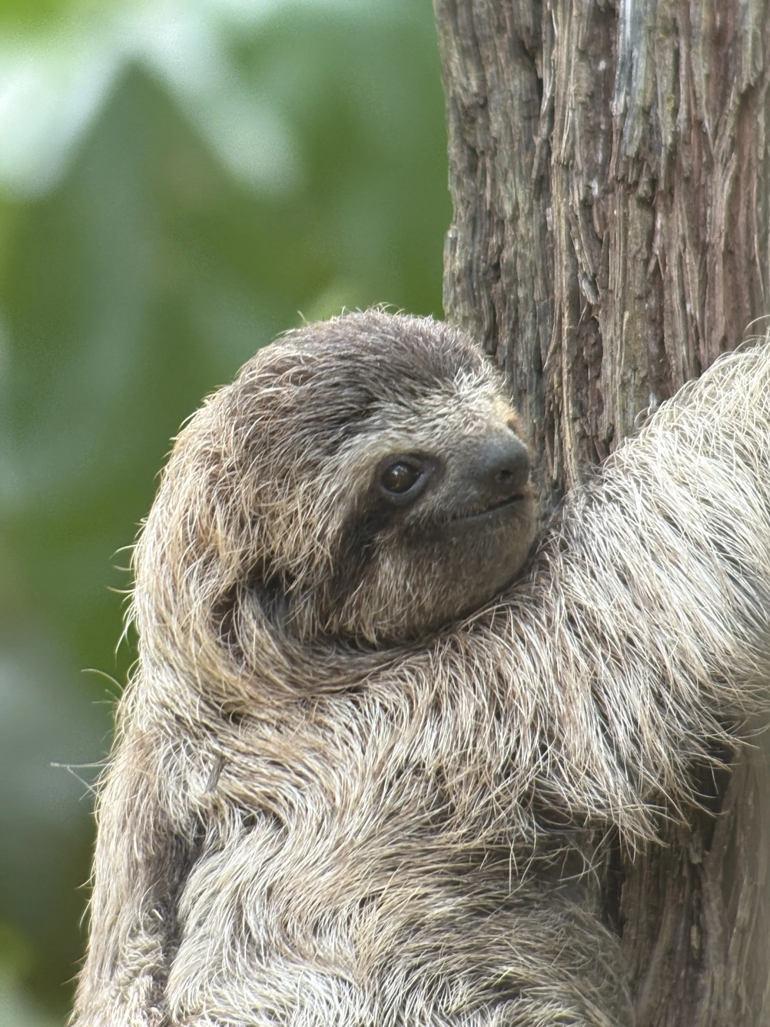 Three-toed sloth resting against a tree trunk