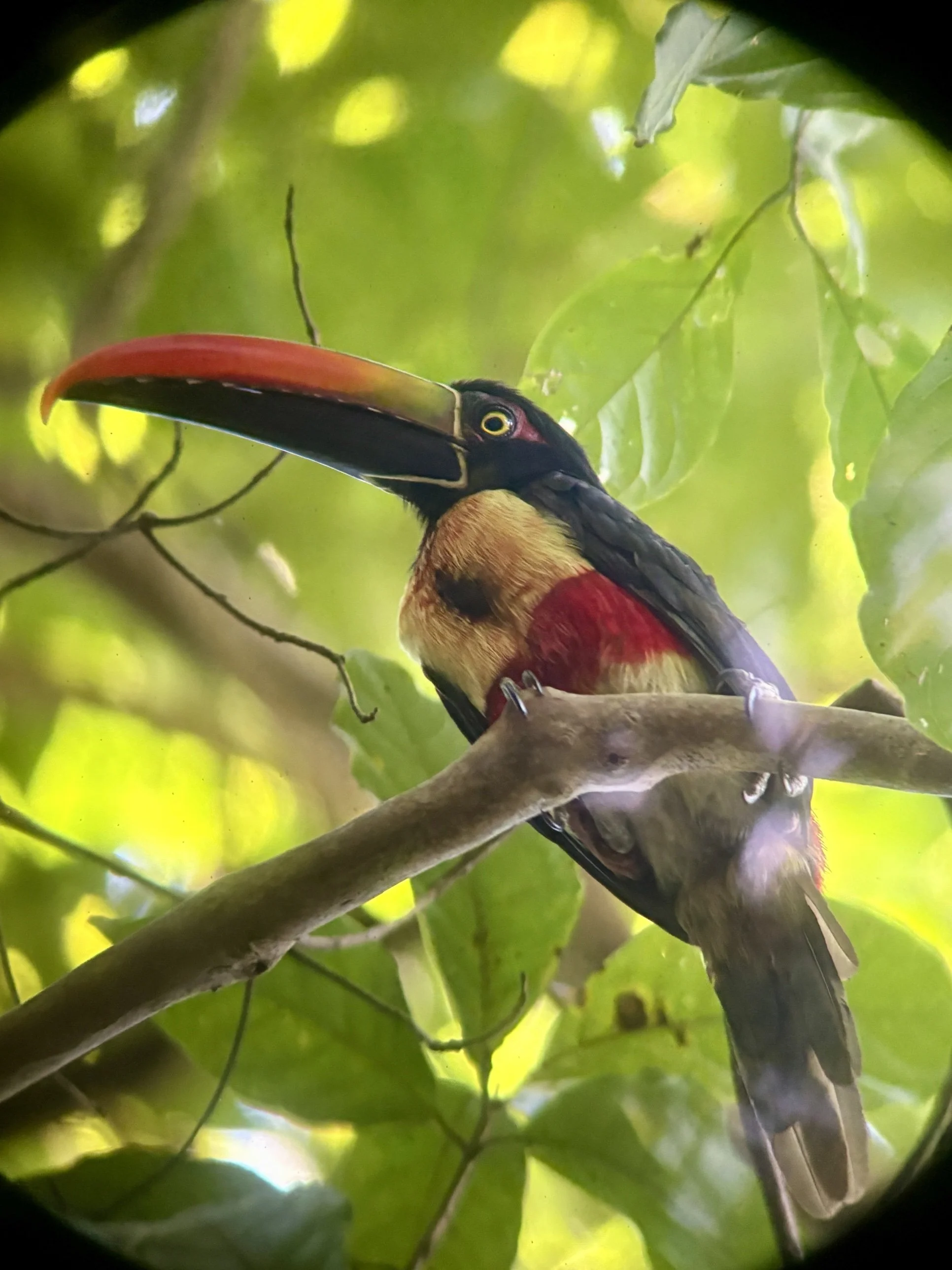 Fiery-billed aracari perched in the rainforest, seen on a guided tour