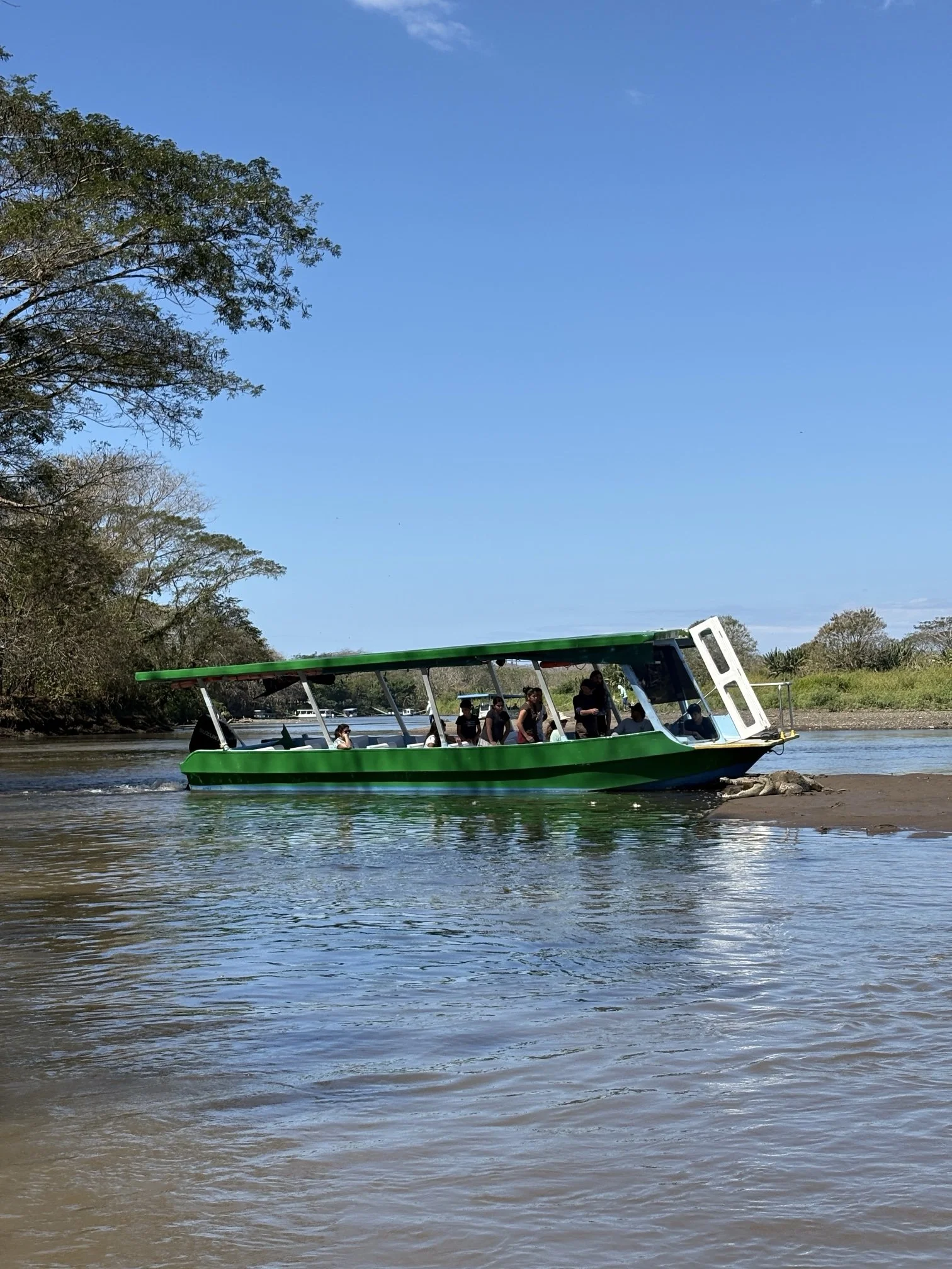 aTour boat beside an American crocodile on the Tarcoles River, Carara crocodile safari