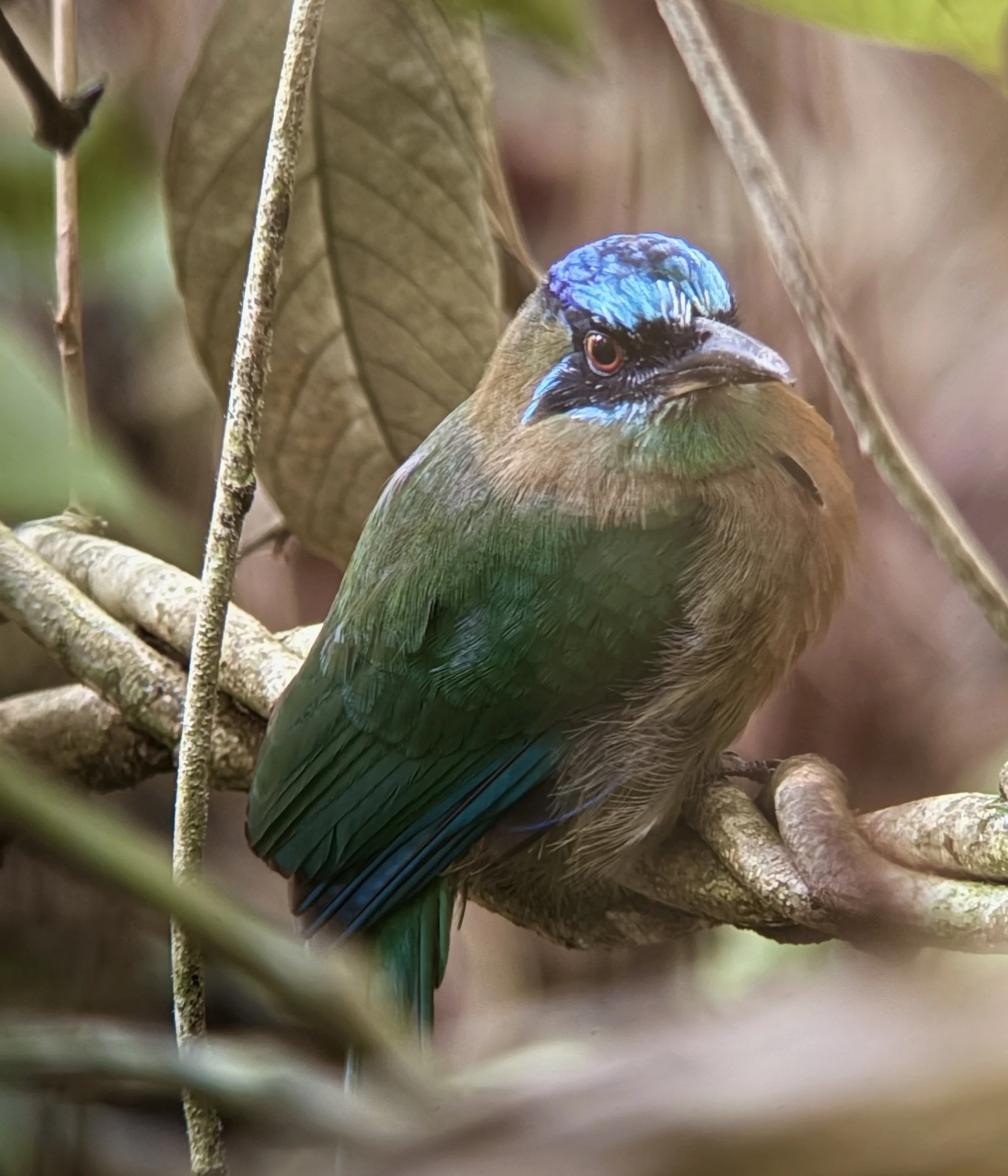 Motmot bird perched on a vine in the Costa Rican rainforest