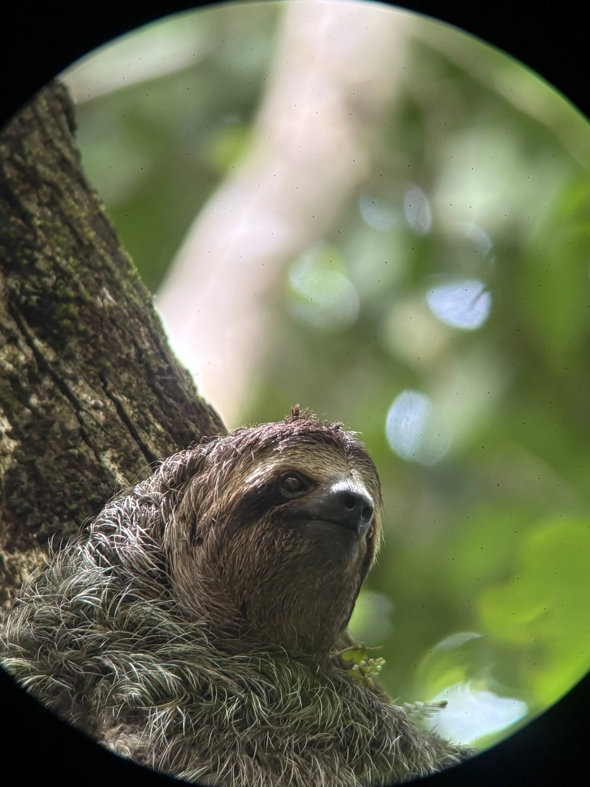 Three-toed sloth seen through our guide's spotting scope