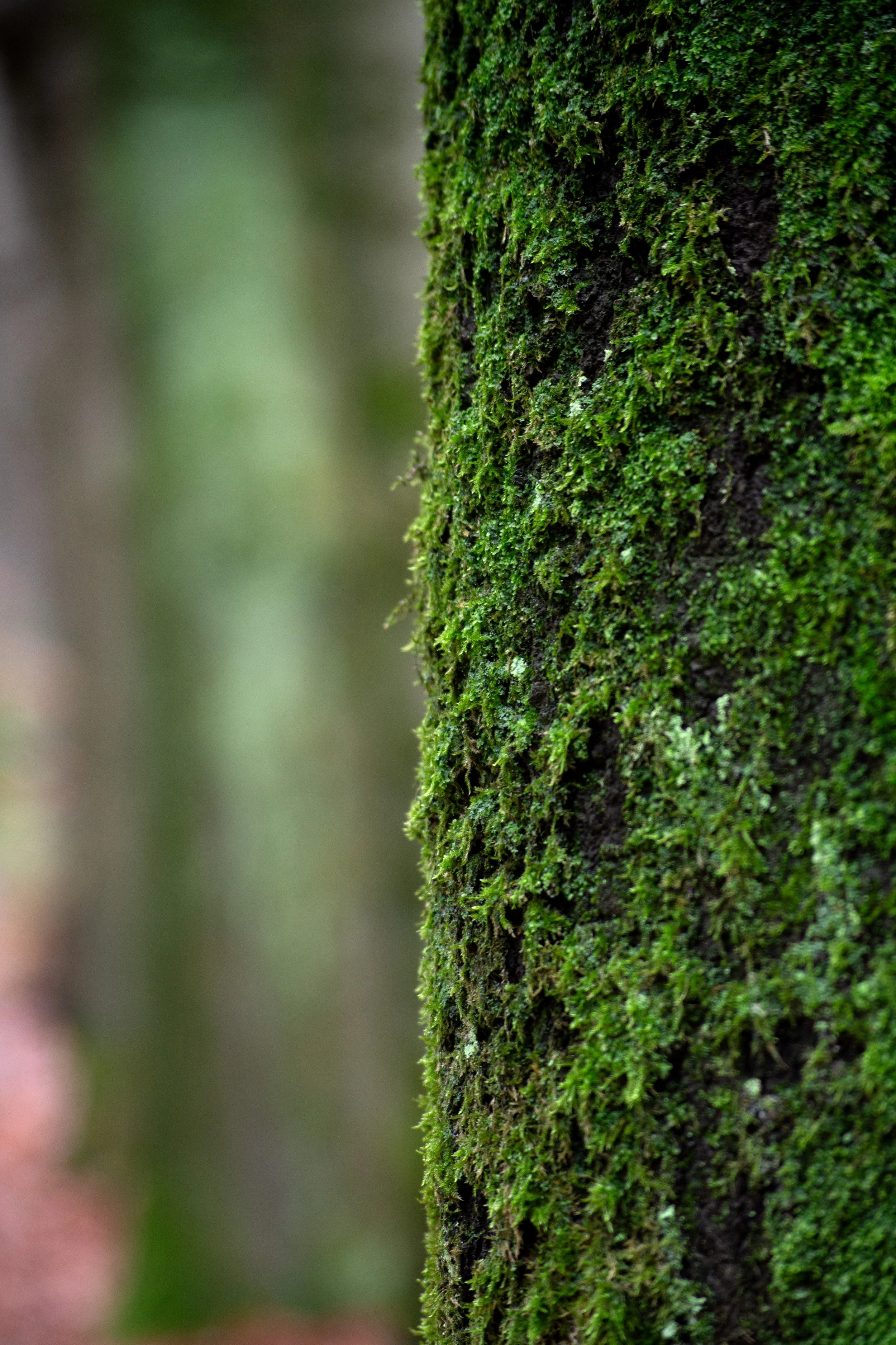 Close-up of a tree trunk covered in green moss in a forest.