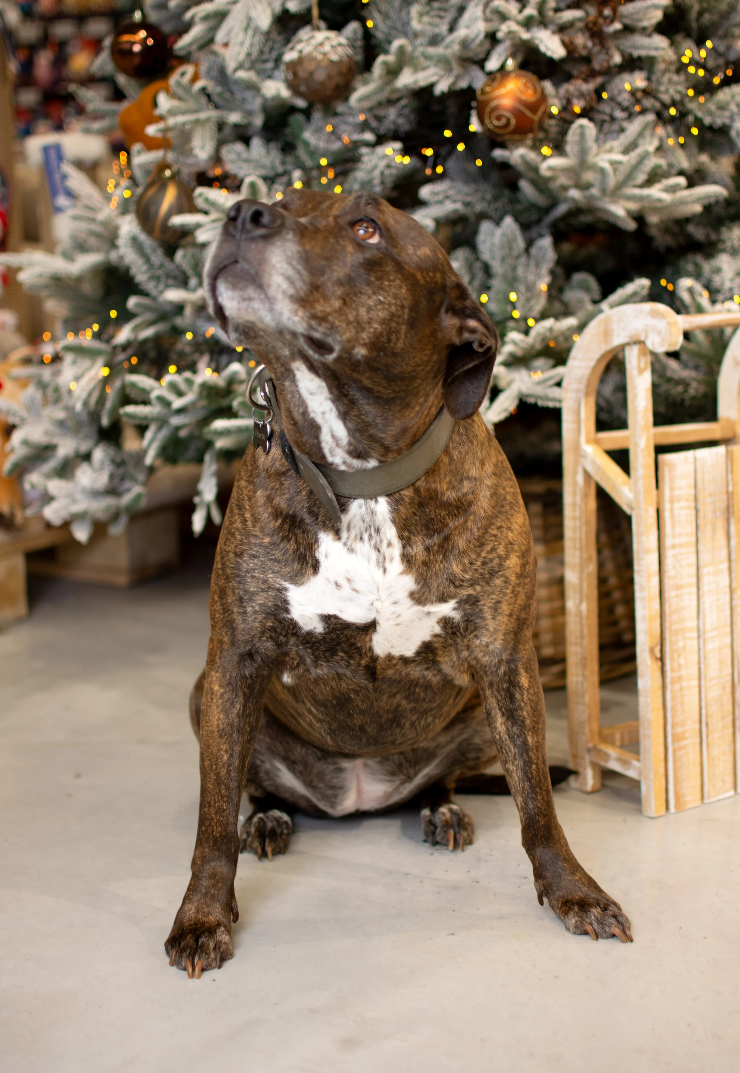 Brindle dog sitting in front of a decorated Christmas tree with ornaments and lights.